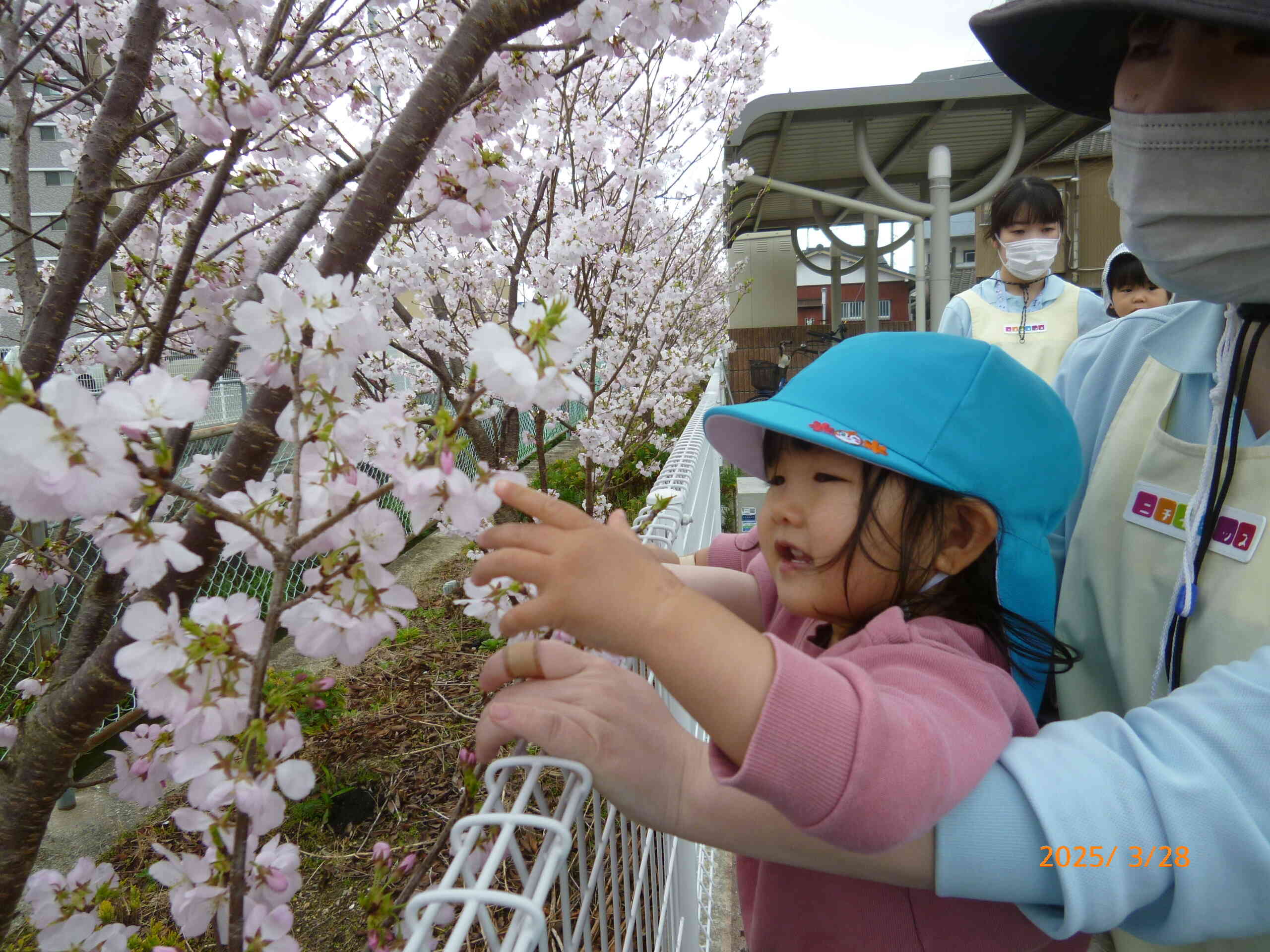 桜のお花もみんなをあたたかく見守ってくれていますよ。きらきらのつどいが終わったあとにお花見をしました。
