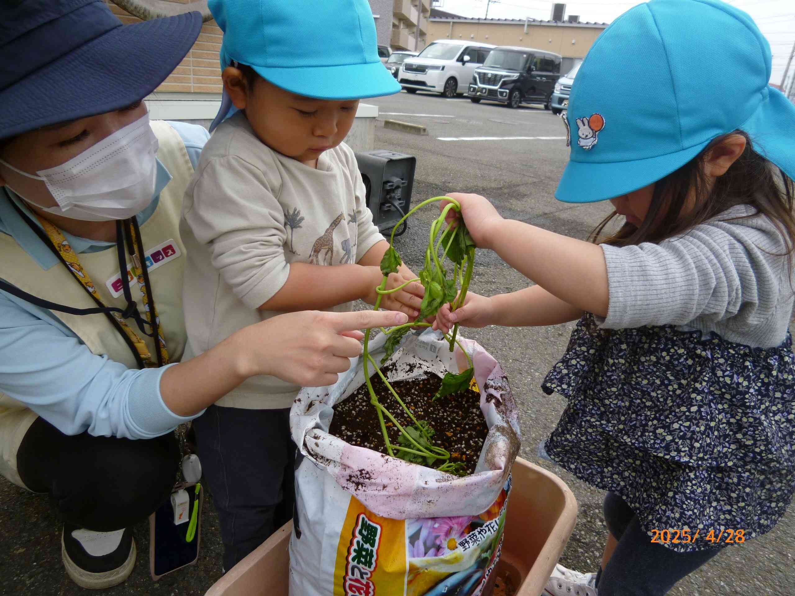 お友だちと一緒に苗植え♪　びよ～んと長いお芋の苗を優しく持って土の上に寝かせてくれようとしていますよ。