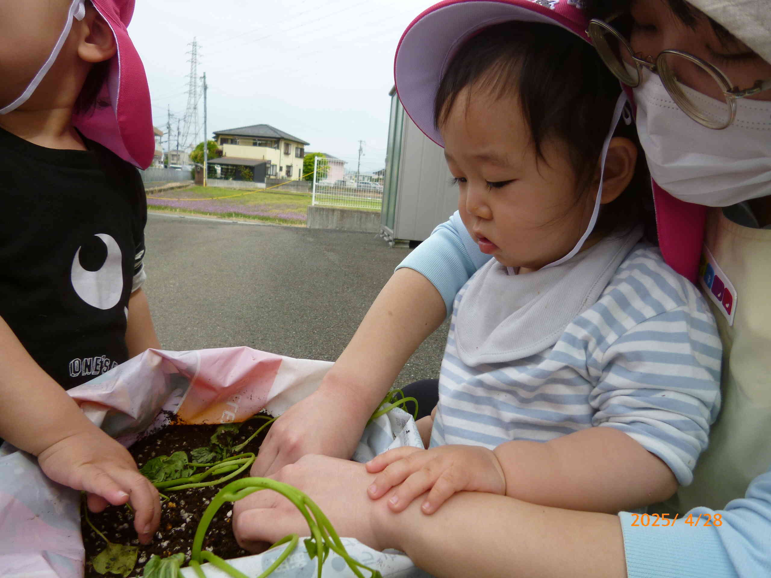 先生と一緒に土や苗にふれあっています☆少ししっとりした土は公園のお砂とちがうよね！