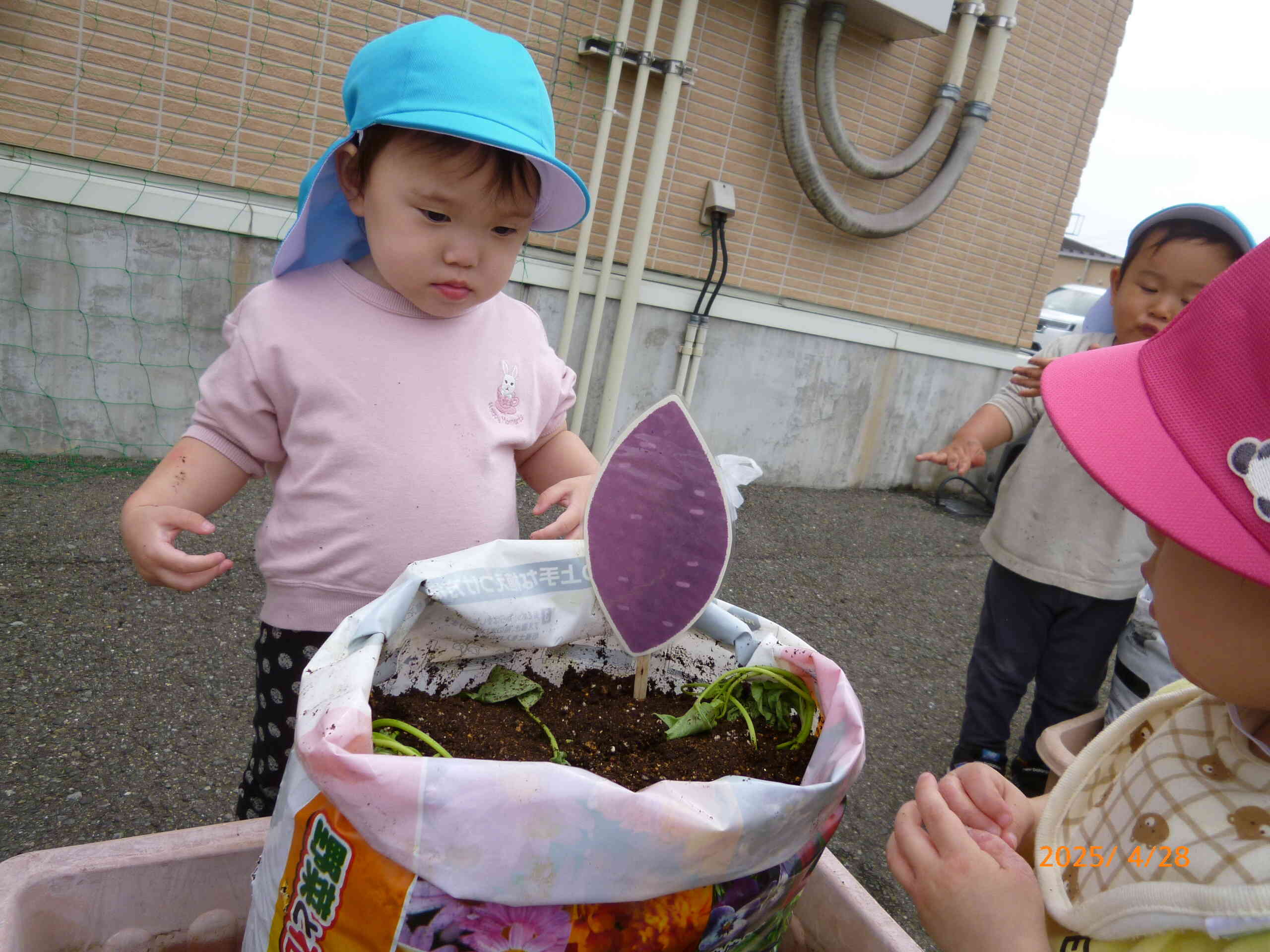 お芋の苗を植えたよ