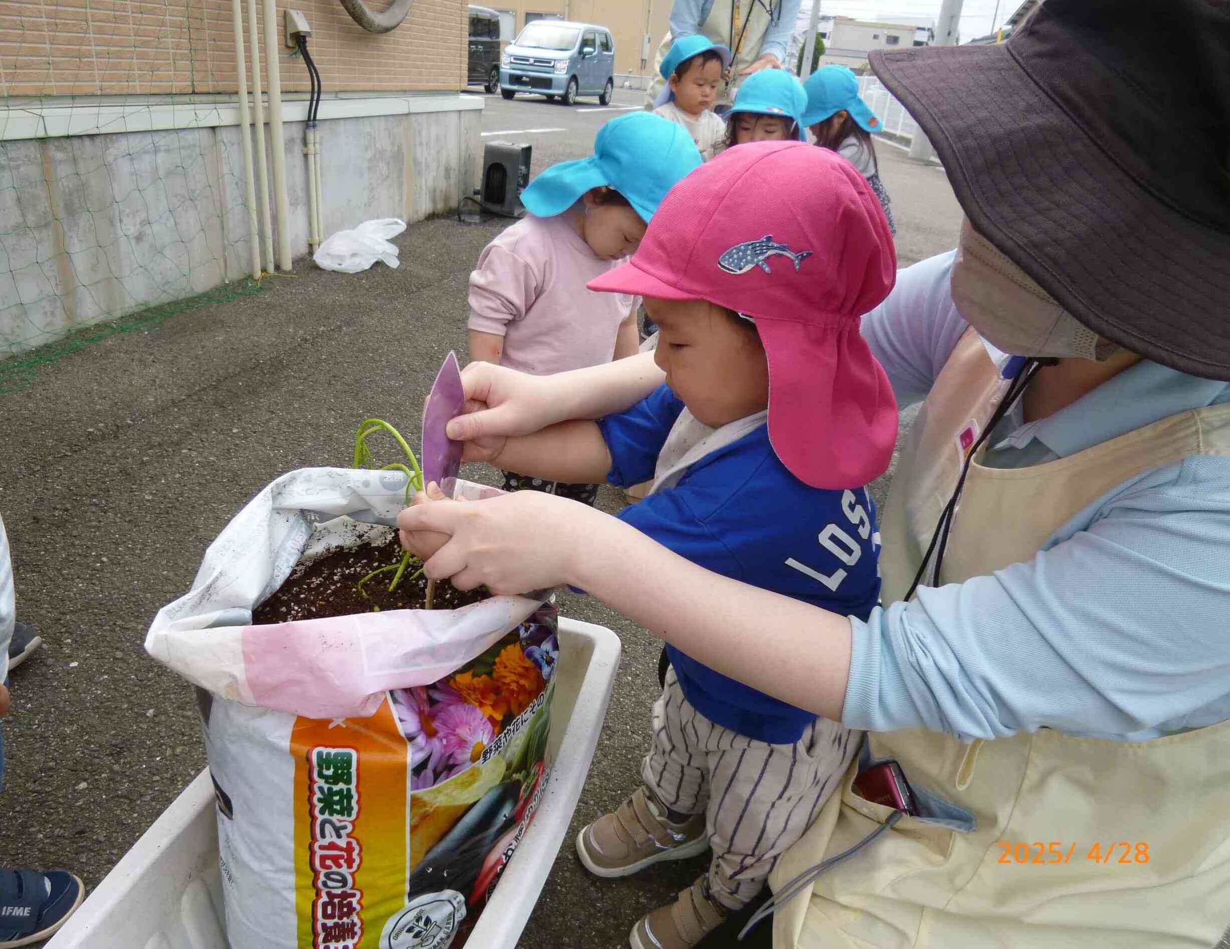 苗植えが終わったあとは、お芋のお家だとわかるようにお芋の札を立てたよ～♪