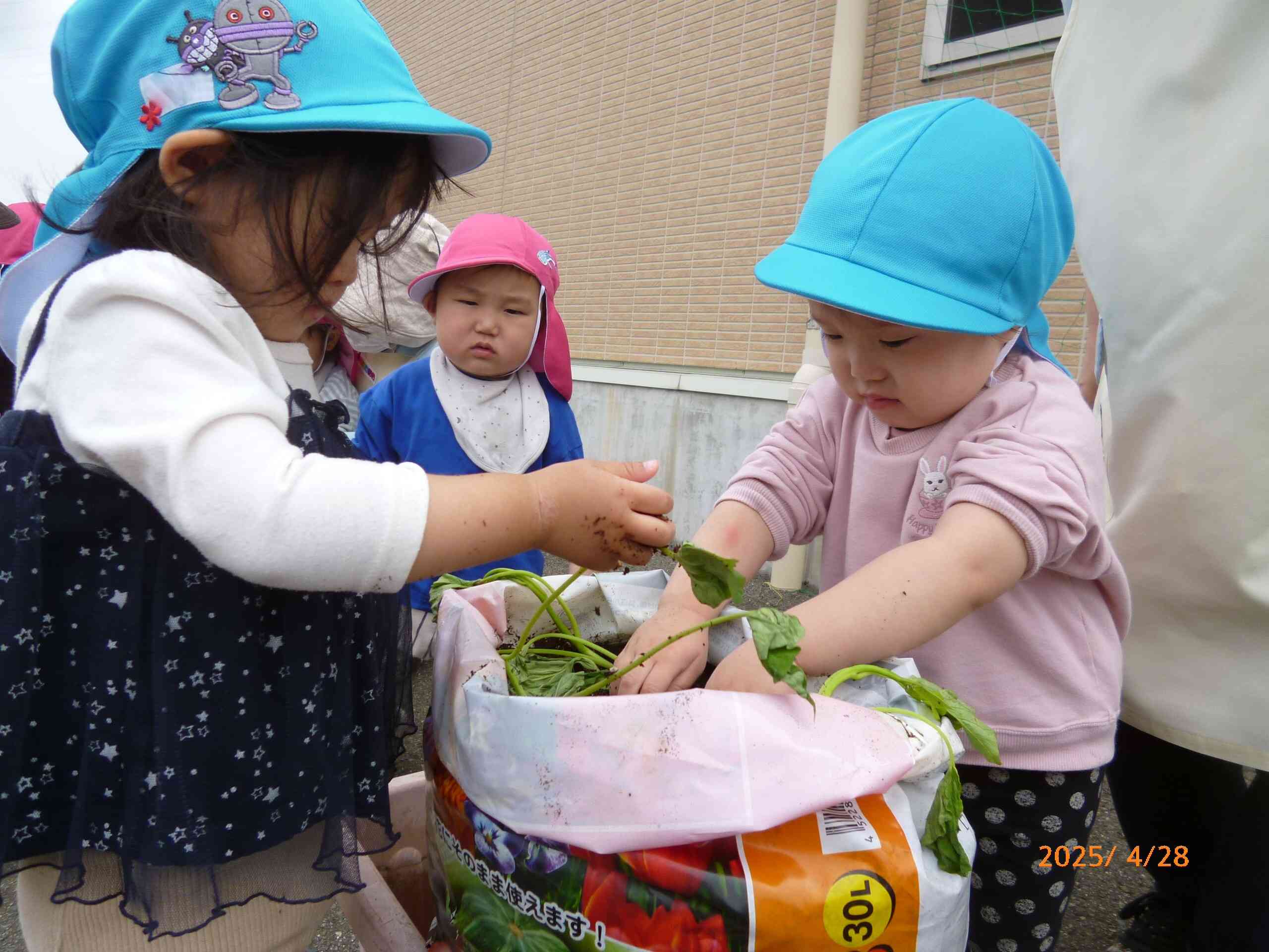おいもさんのあかちゃん
