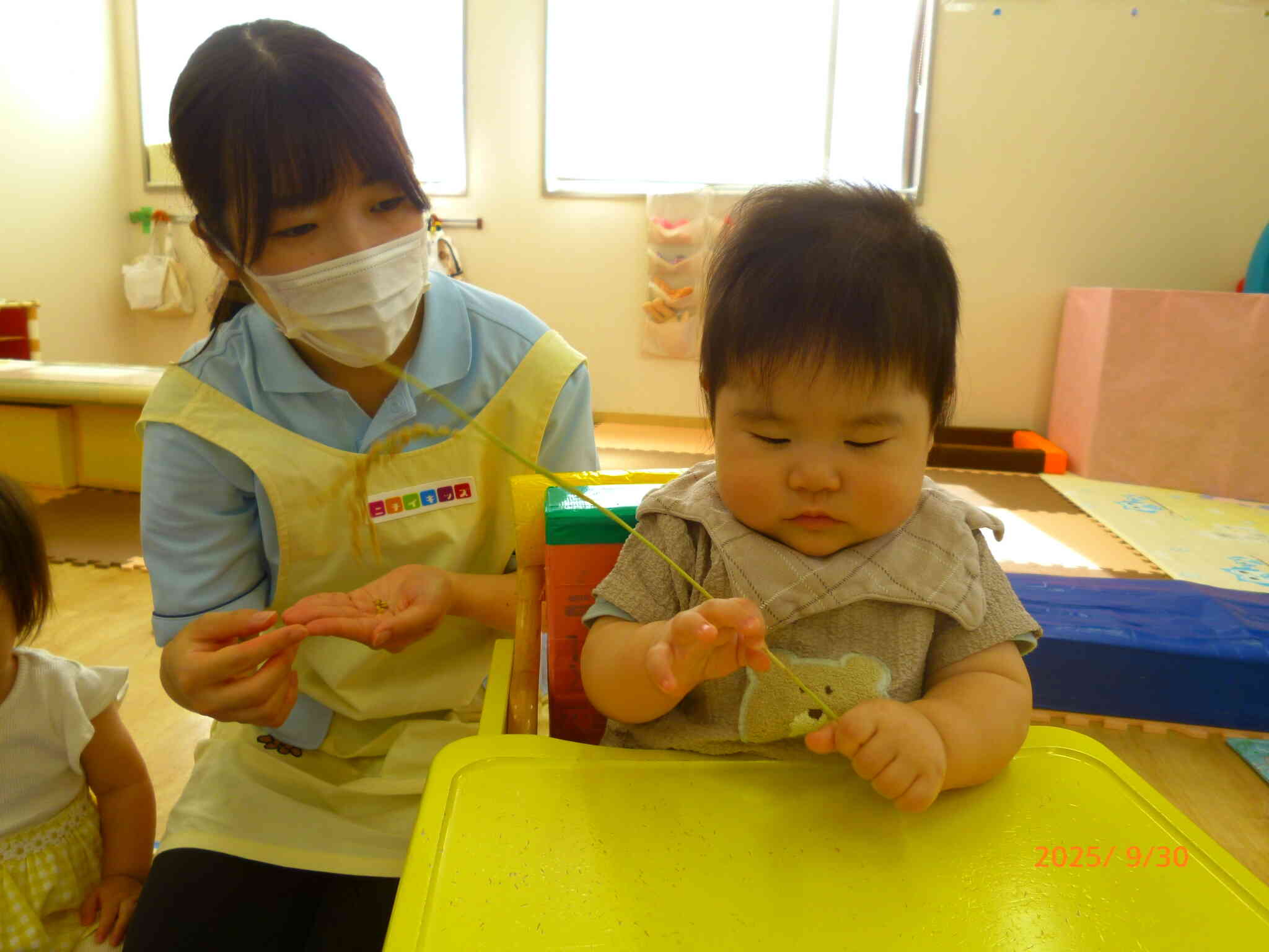 稲穂をユラユラと揺らしてみるとじーっと見つめるお友だち♡ パラパラと落ちたもみを触ったり稲穂を揺らしてみたりとお米にたくさん触れました♪