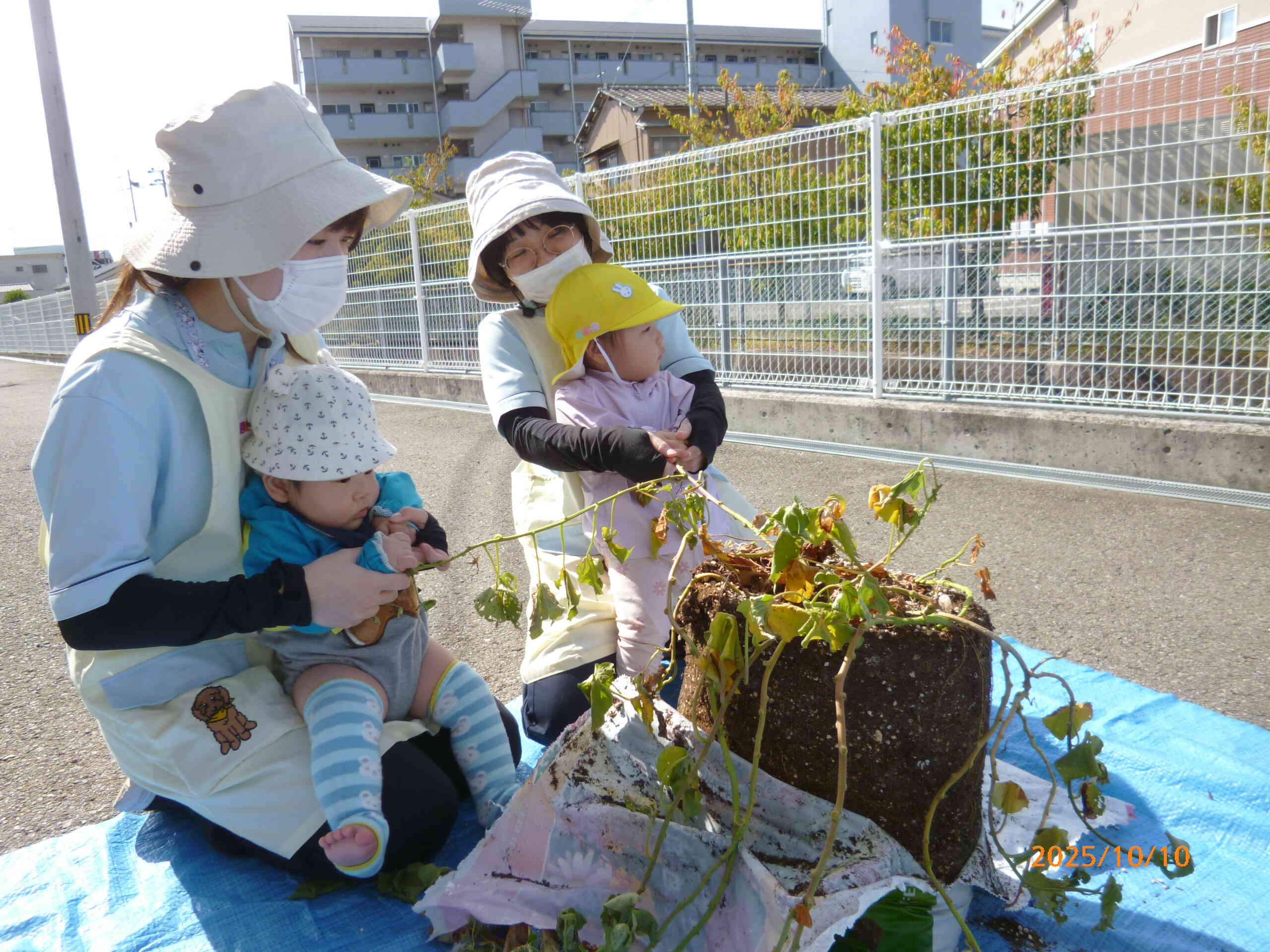 ０歳児ひよこ組さんも先生と一緒に「うんとこしょ！どっこいしょ！」とお芋のツルを引っ張りました。上組のお兄ちゃん＆お姉ちゃんからは「がんばれ～」と熱い声援がありましたよ♪