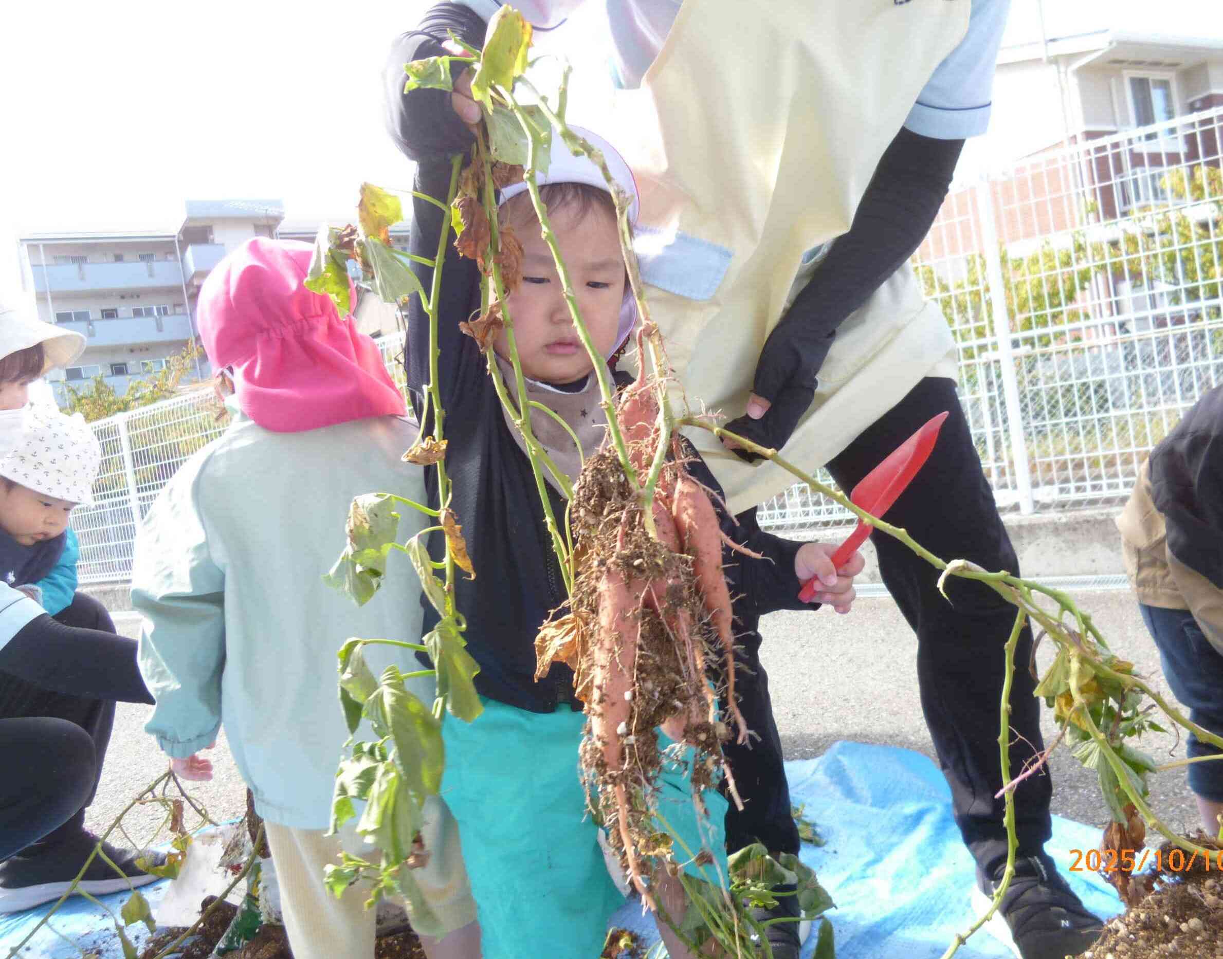 お芋がとれたよ♡
