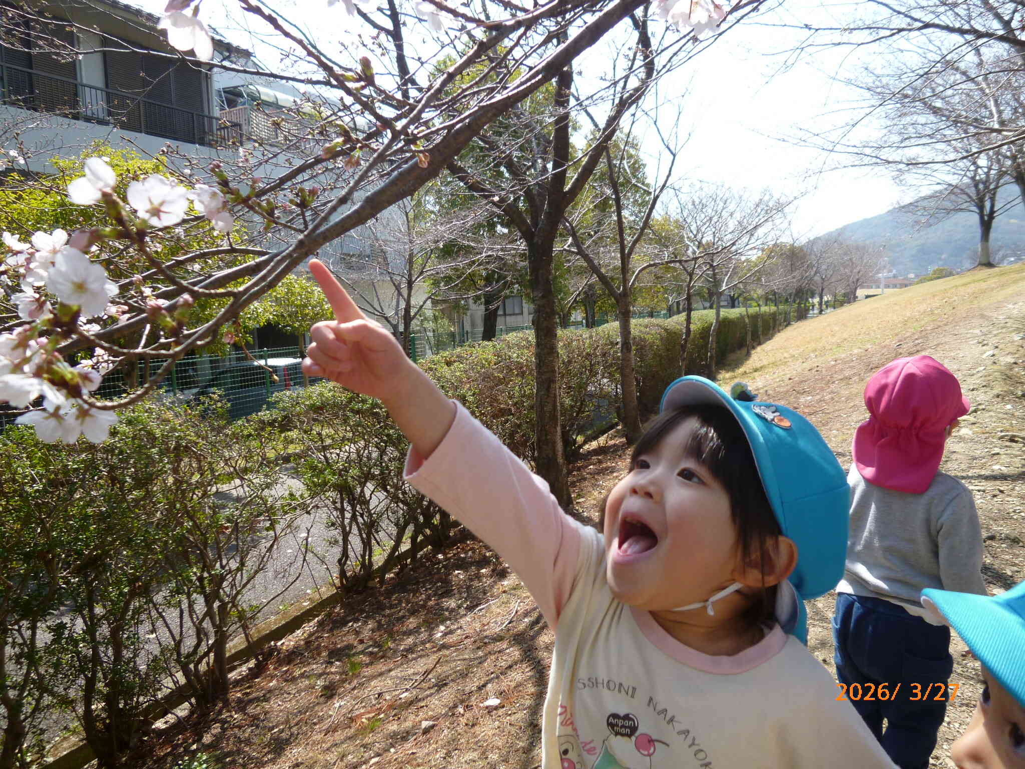 桜探しをしていると...「せんせ～、桜、あったよ～」と本物の桜の花をを発見したお友だち。しばらくの間、桜鑑賞を楽しみました♪
