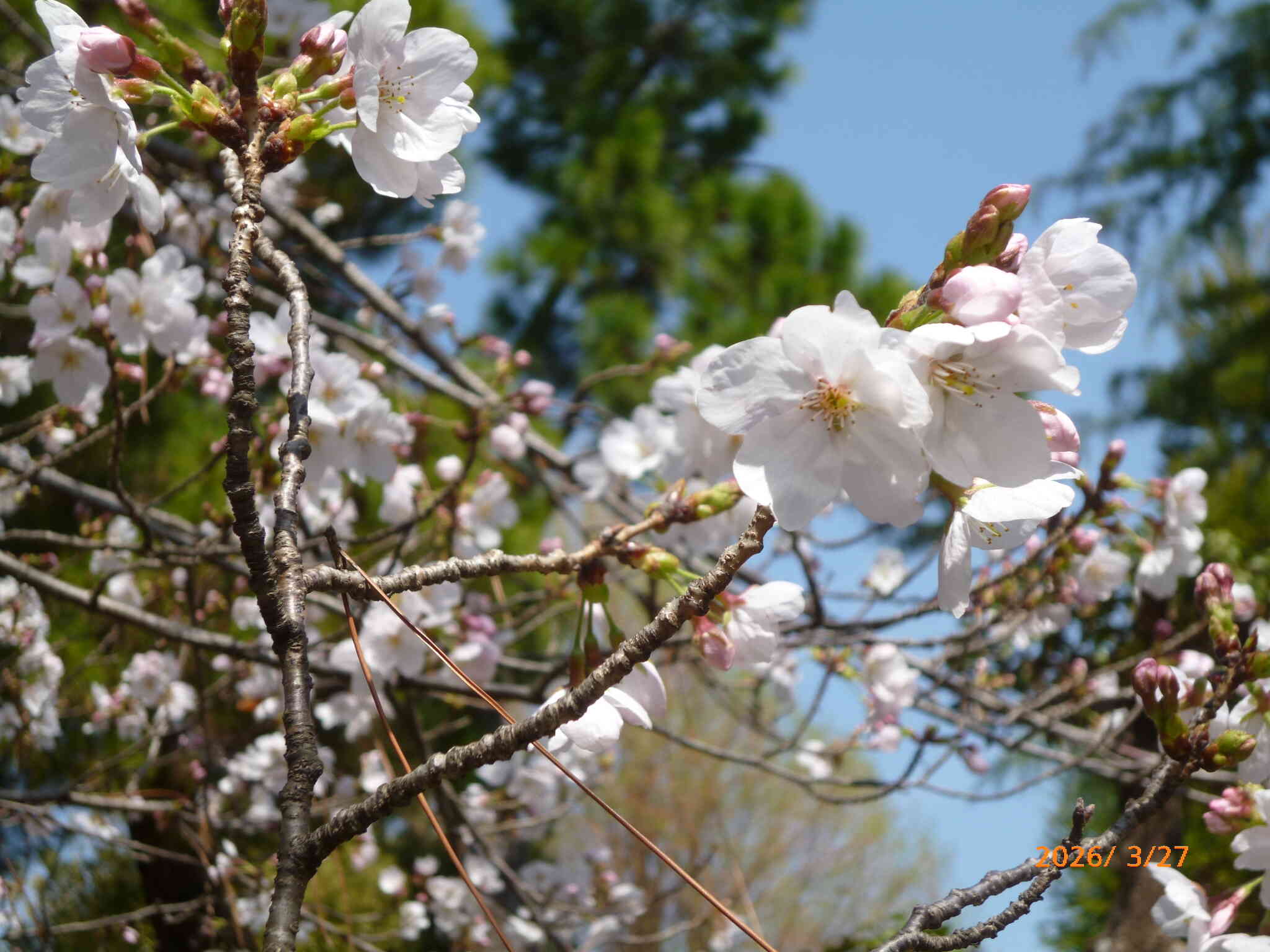 きらきらのつどい