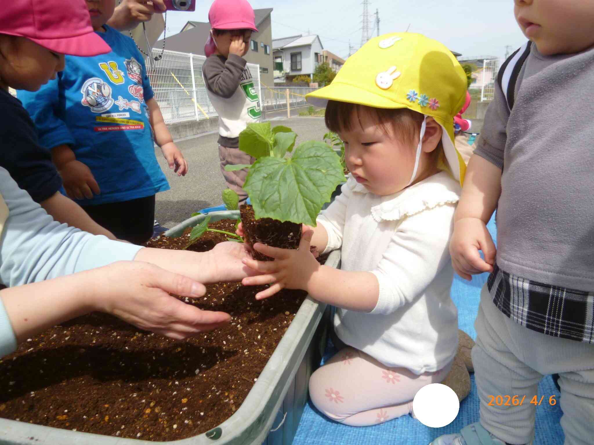 野菜の苗植えに挑戦しました。そ～っと優しく苗を持つお友だち♡優しく土に置いたら、最後は優しく土をかぶせていました。大きくなるのが楽しみだね♪