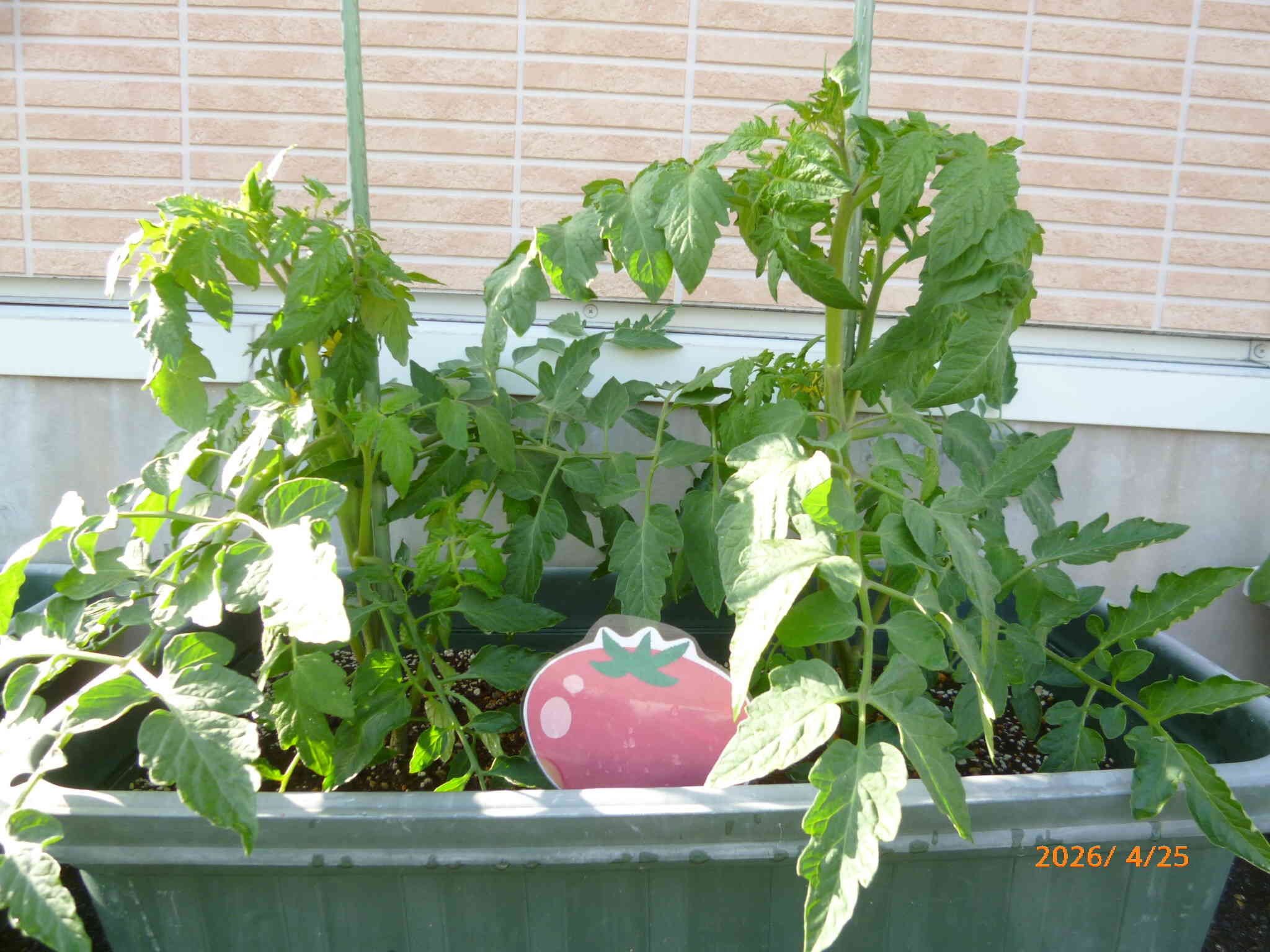 野菜の苗植え