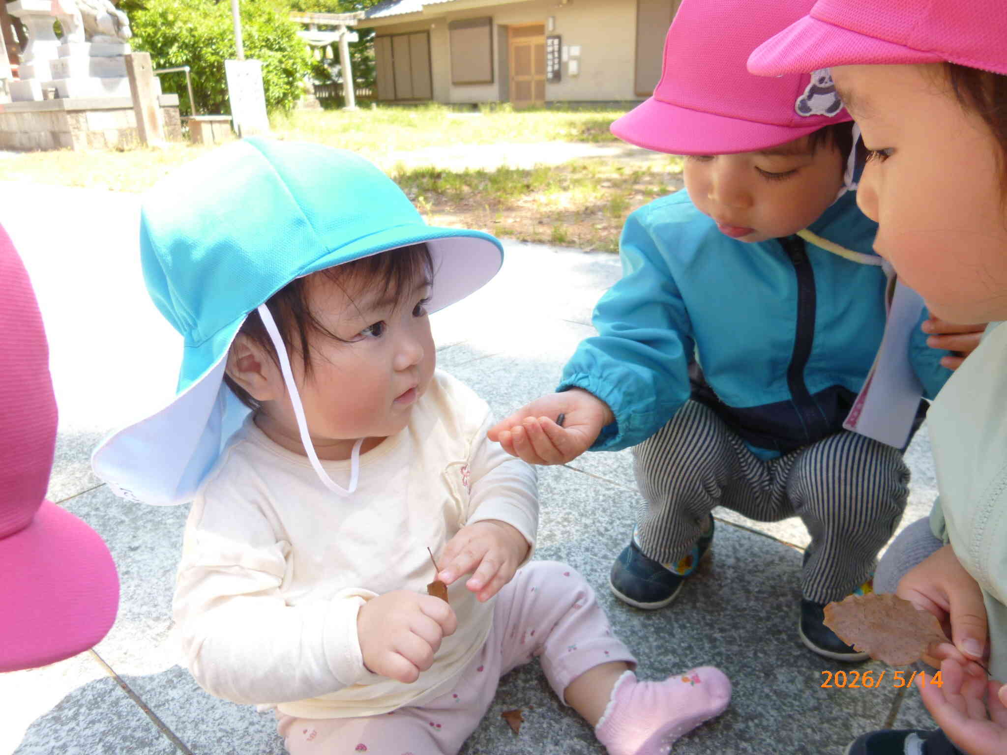 「ダンゴムシみつけたよ、これがダンゴムシ!」とひよこ組さんに見せてくれるうさぎ組さんたちです♡