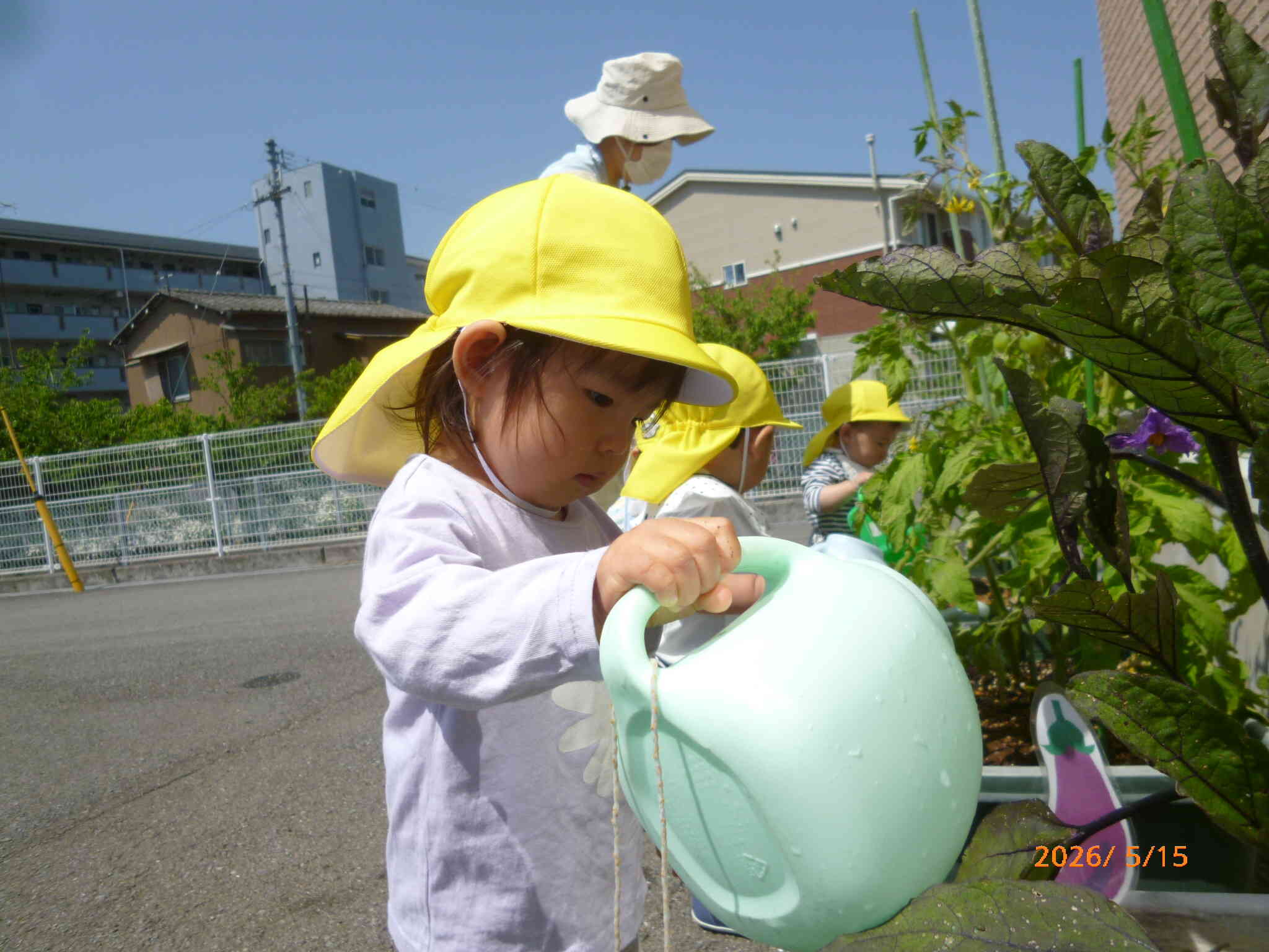 ４月に植えた野菜の苗がこんなに大きくなりました。水やりが大好きなお友だち♡もうすぐ収穫だね。