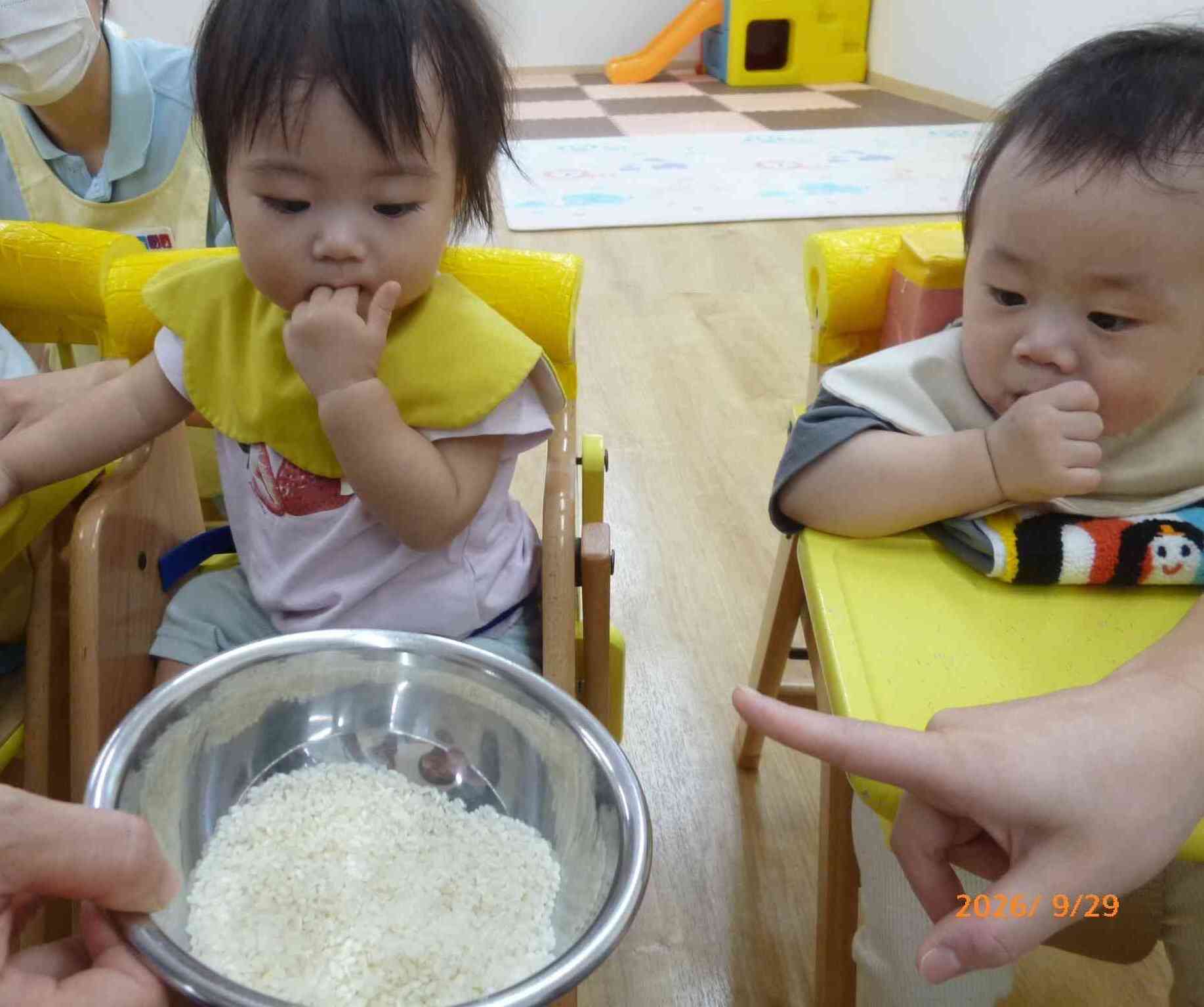 食育「脱穀をしよう」