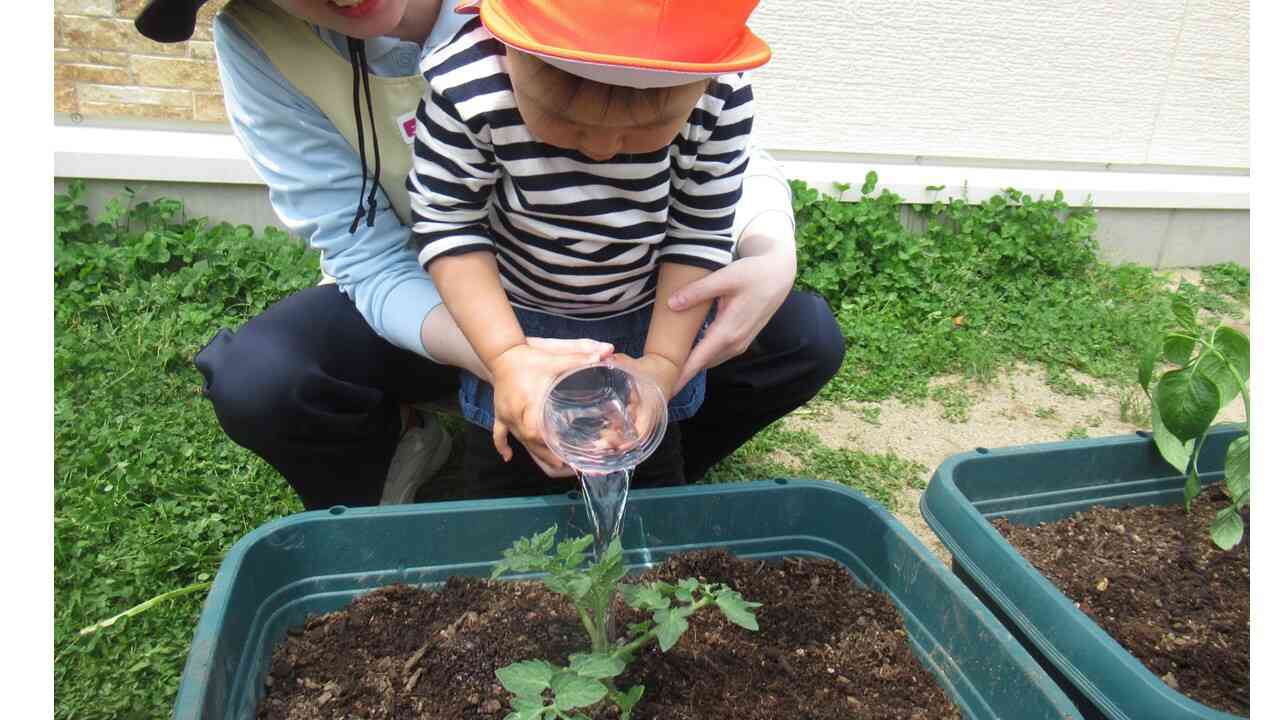 食育　野菜の苗植えをしたよ！
