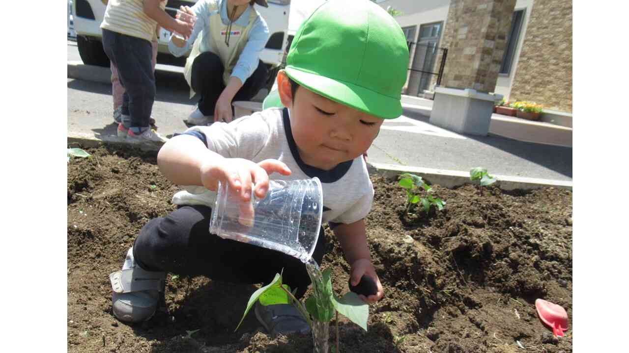 さつま芋の苗を植えたよ！