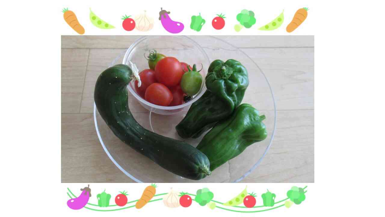 野菜が採れたよ！