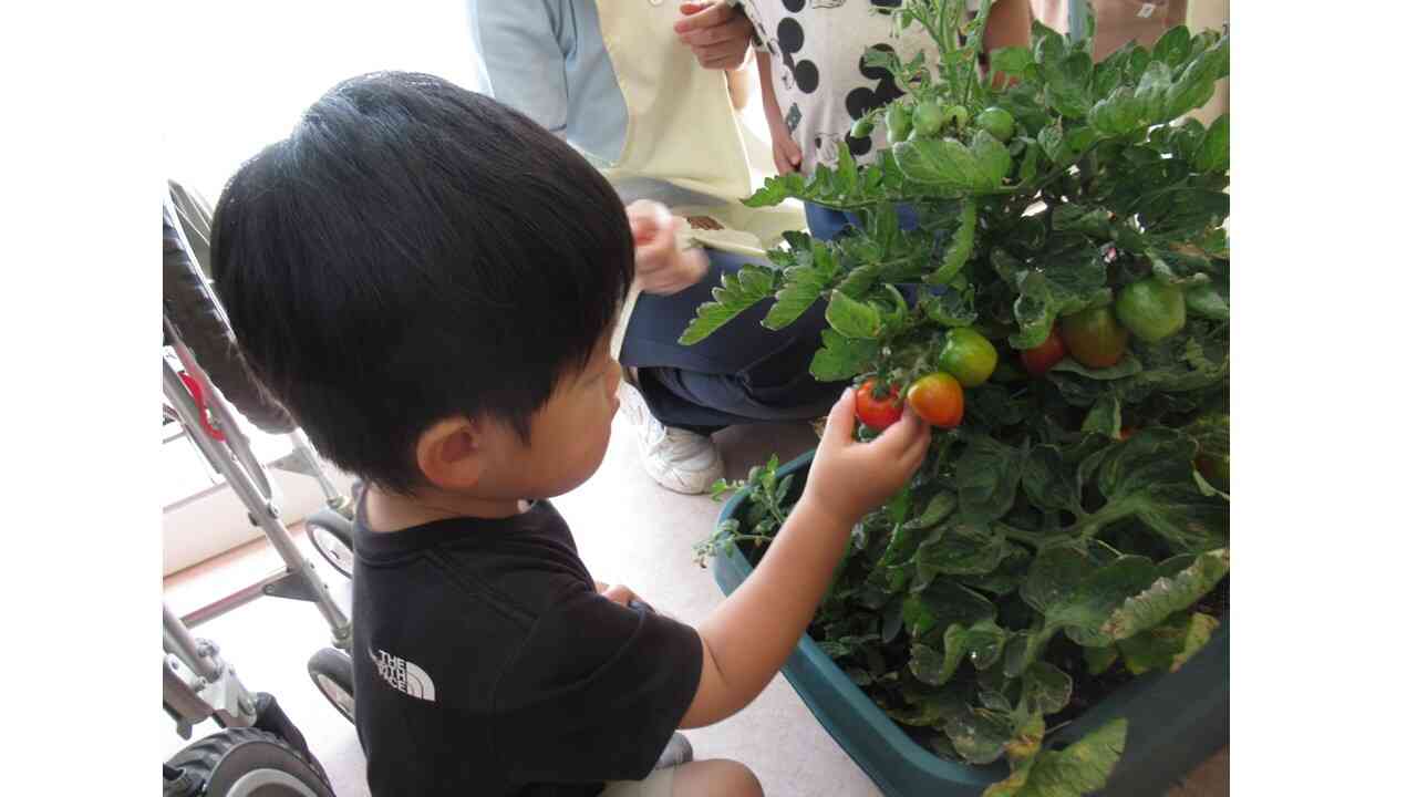 トマトの収穫をしたよ！