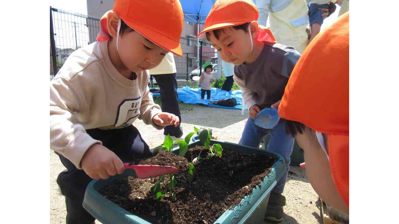 食育　やさいの苗を植えたよ！