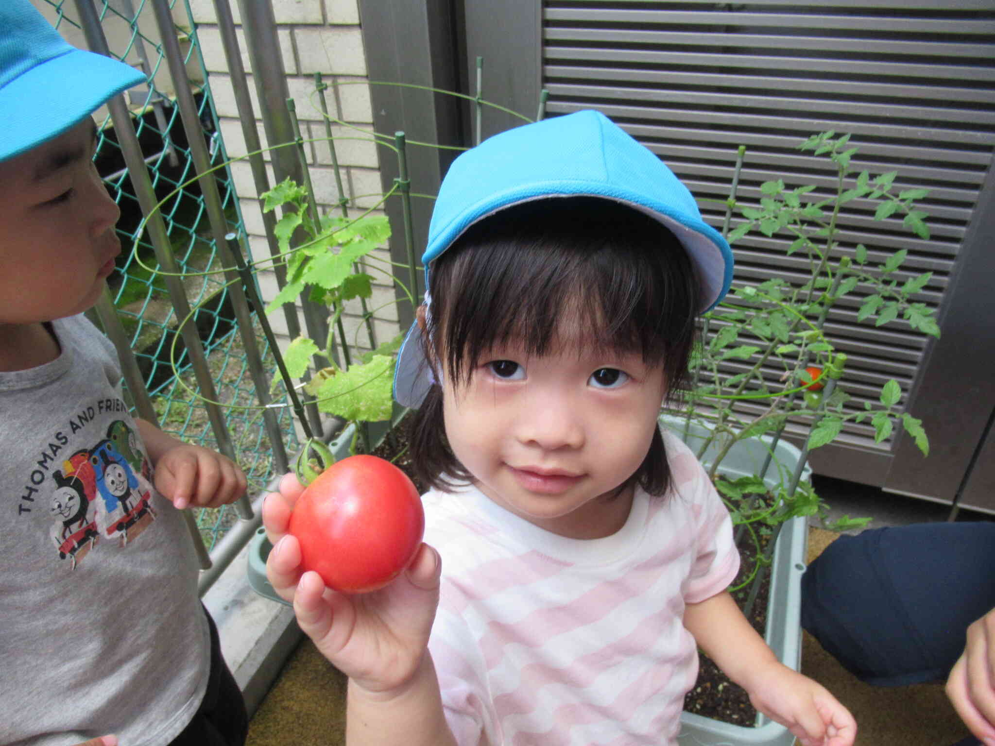 トマトの収穫♡
