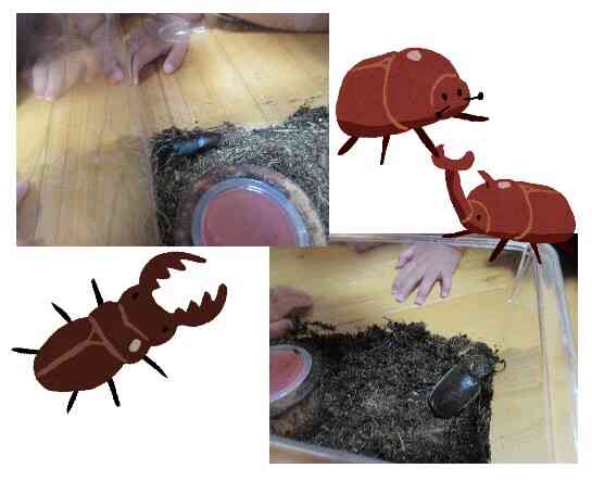 カブトムシとクワガタがやってきた！