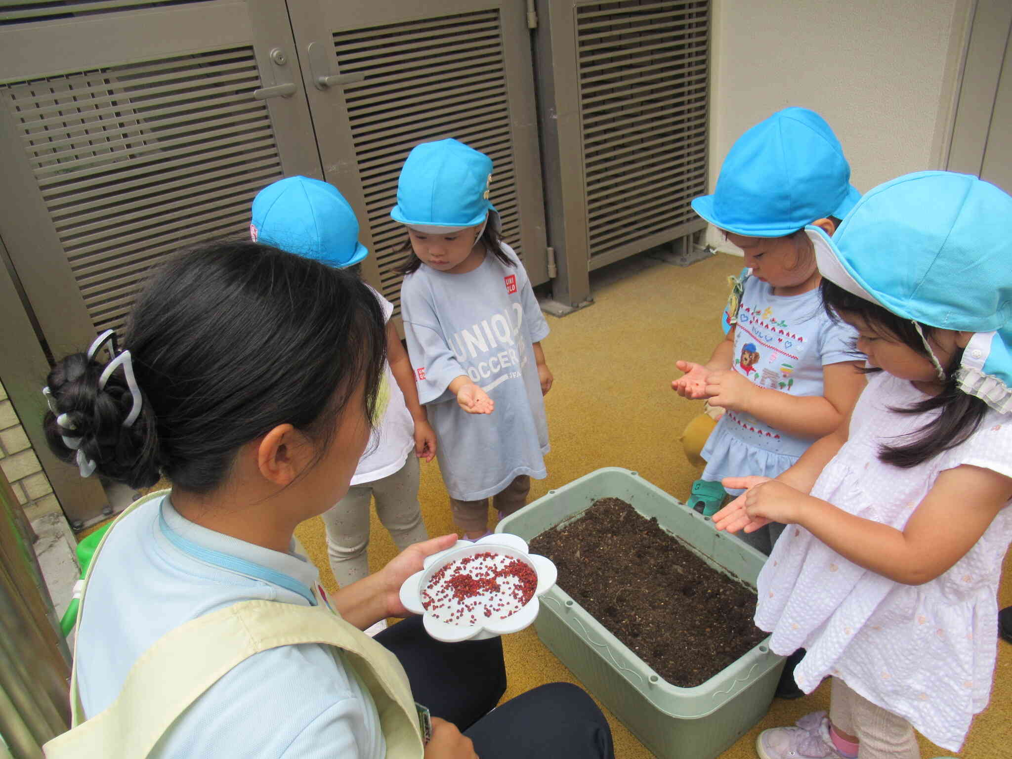 「ほうれん草とかぶ」の種を育てるよ