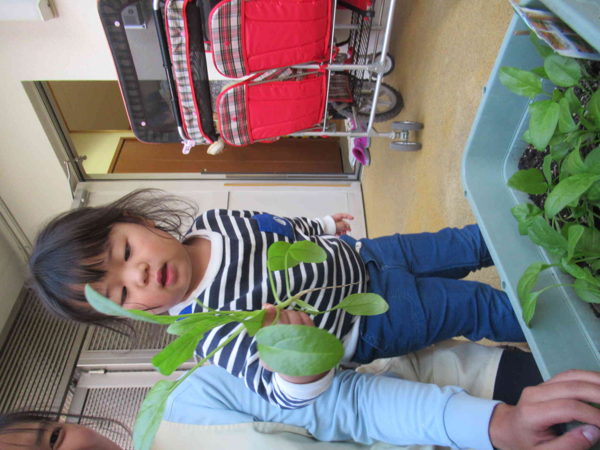 ほうれん草を収穫！