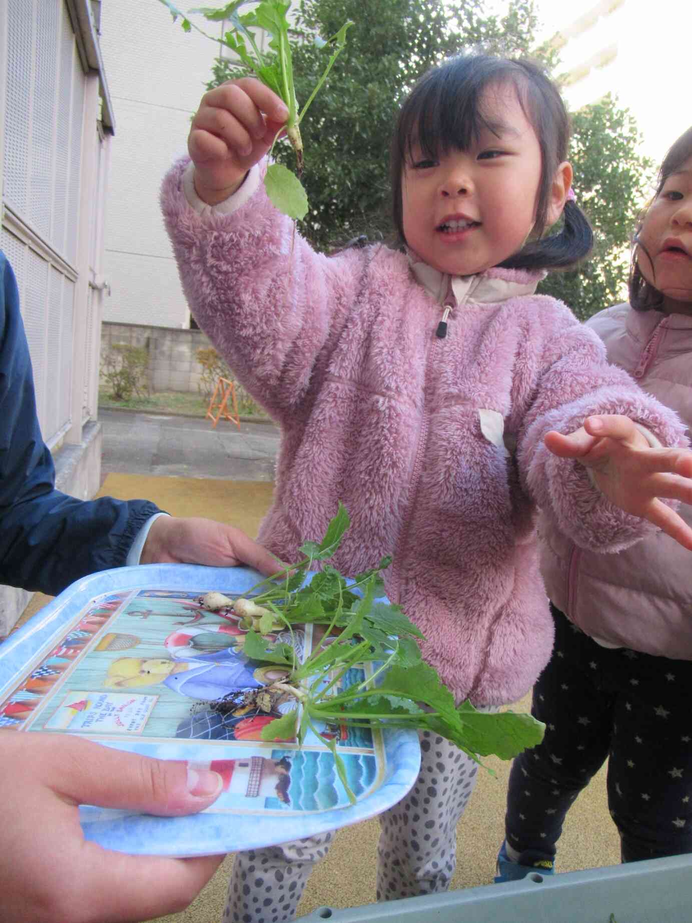 育ててた「かぶ」の収穫♡