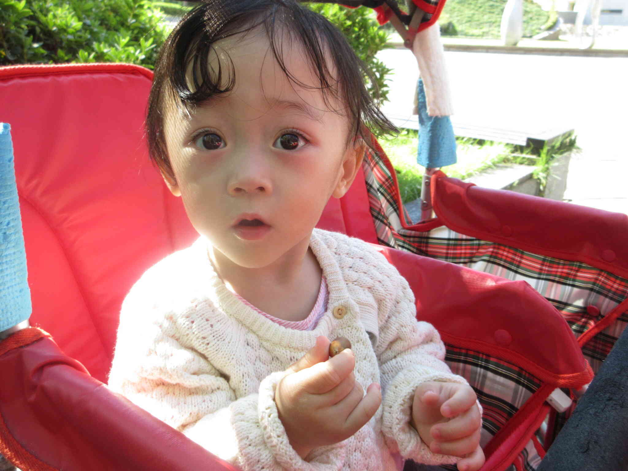 どんぐりさん、茶色くてツルツルしてるよ(⊙o⊙)‼