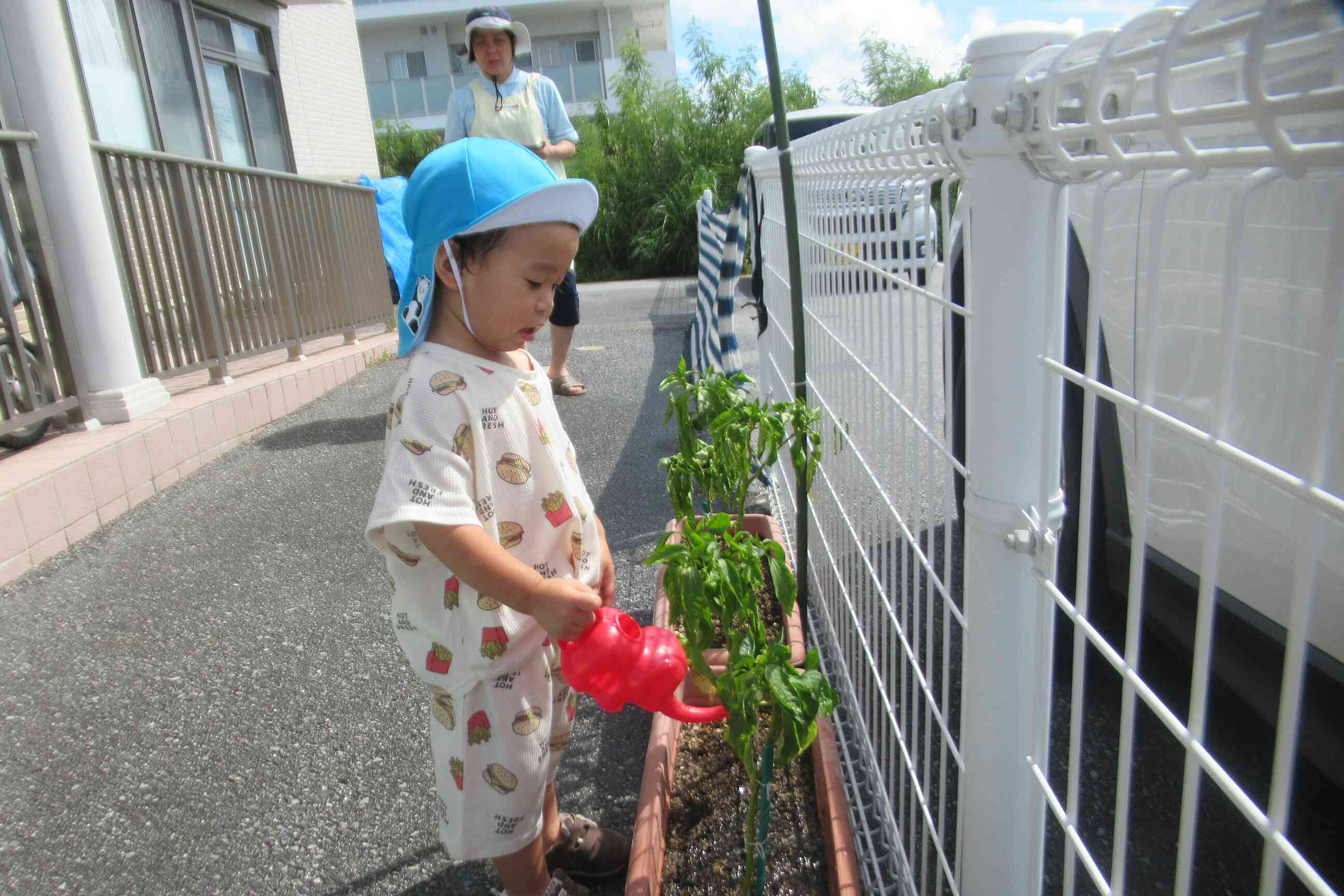 ピーマンが大きくなったよ！