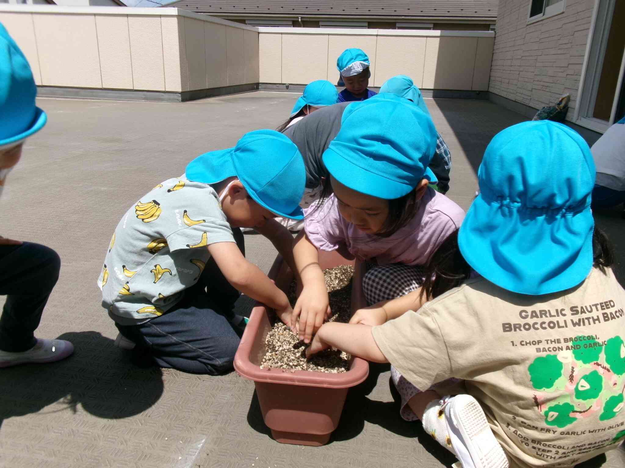 野菜の苗植え