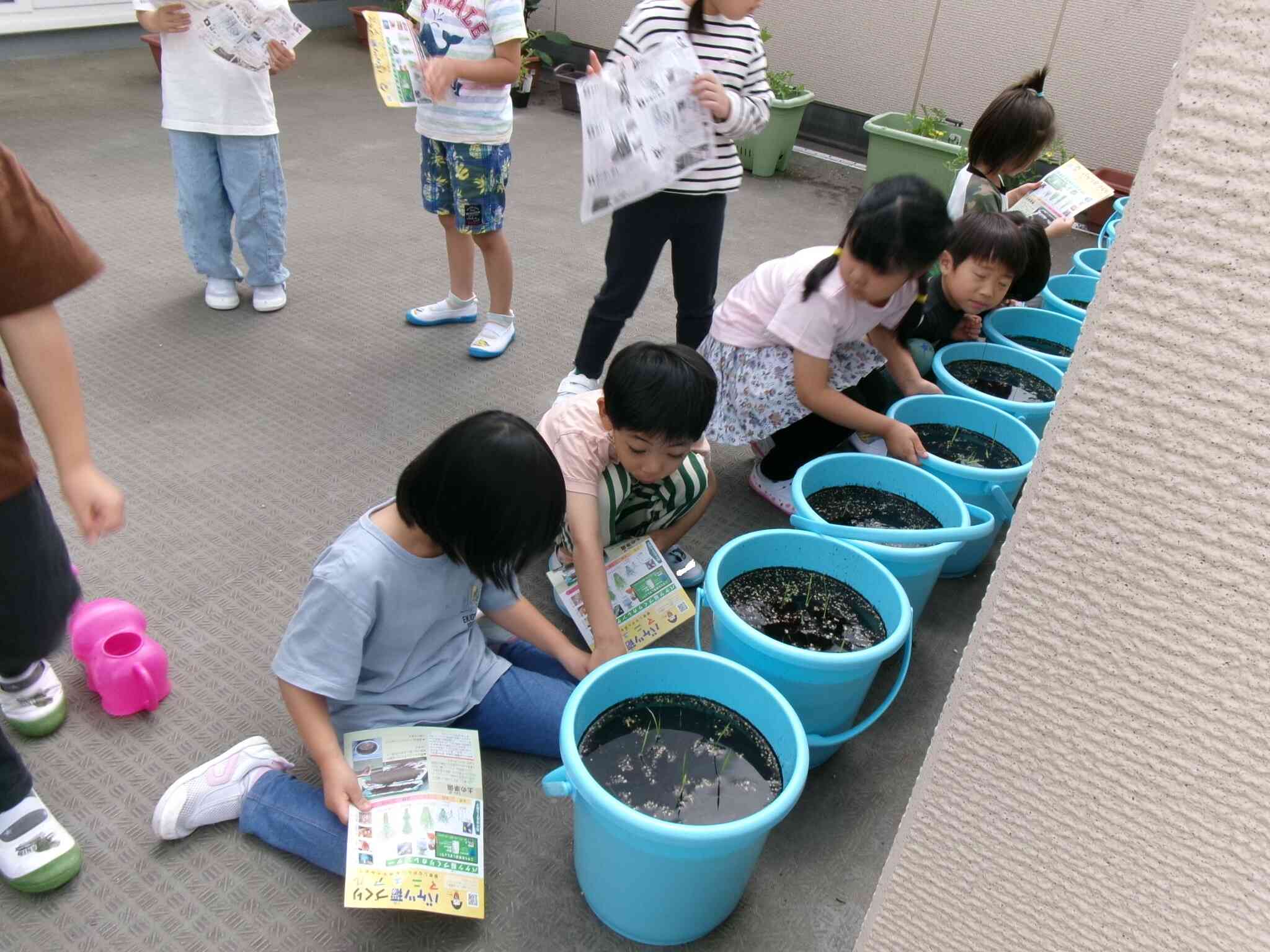 米の苗植え