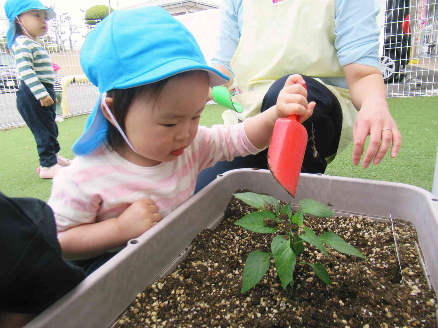 夏野菜を植えました！すくすく大きくな～れ☆