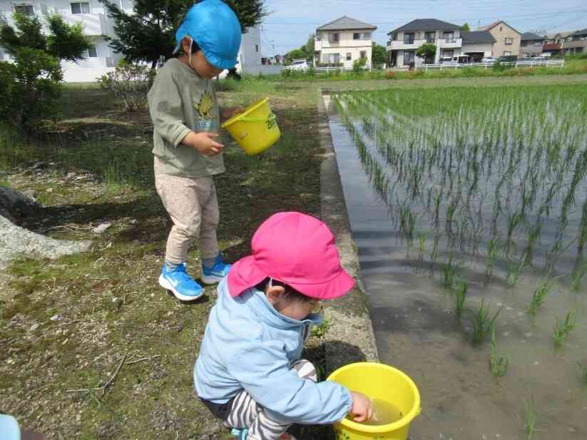 おたまじゃくし発見!
