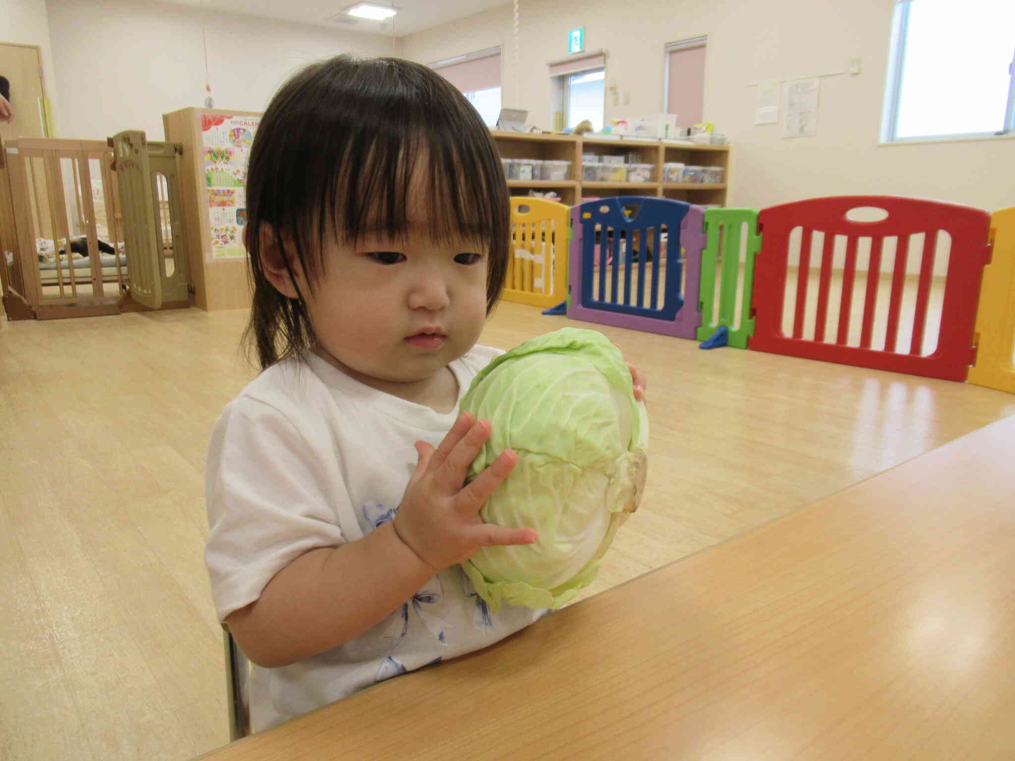 食育「キャベツをちぎろう♪」