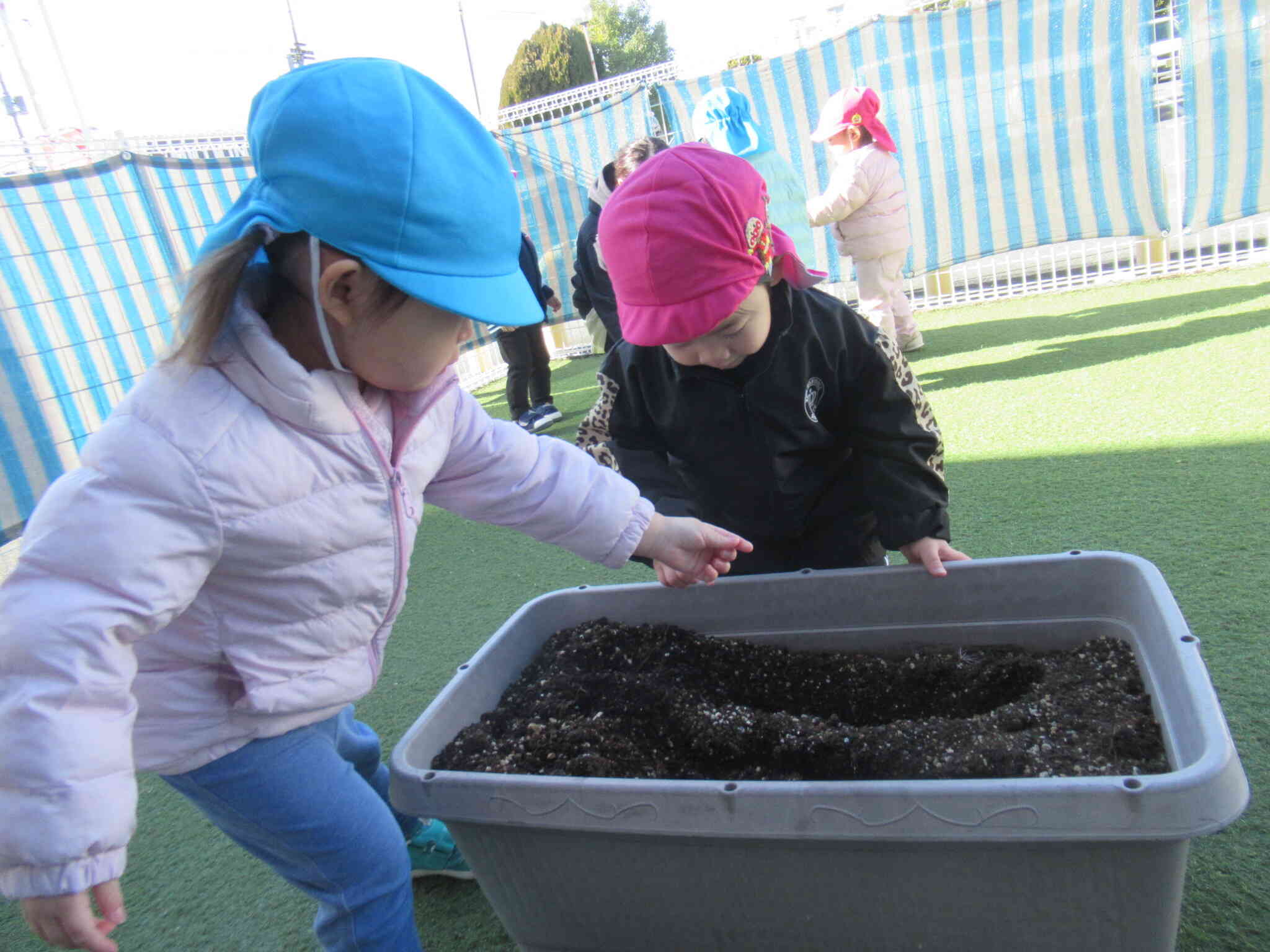 ラディッシュを植えたよ