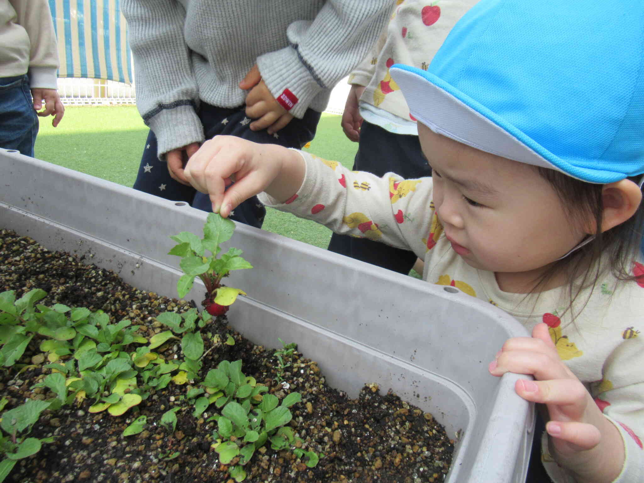 ラディッシュを収穫したよ！