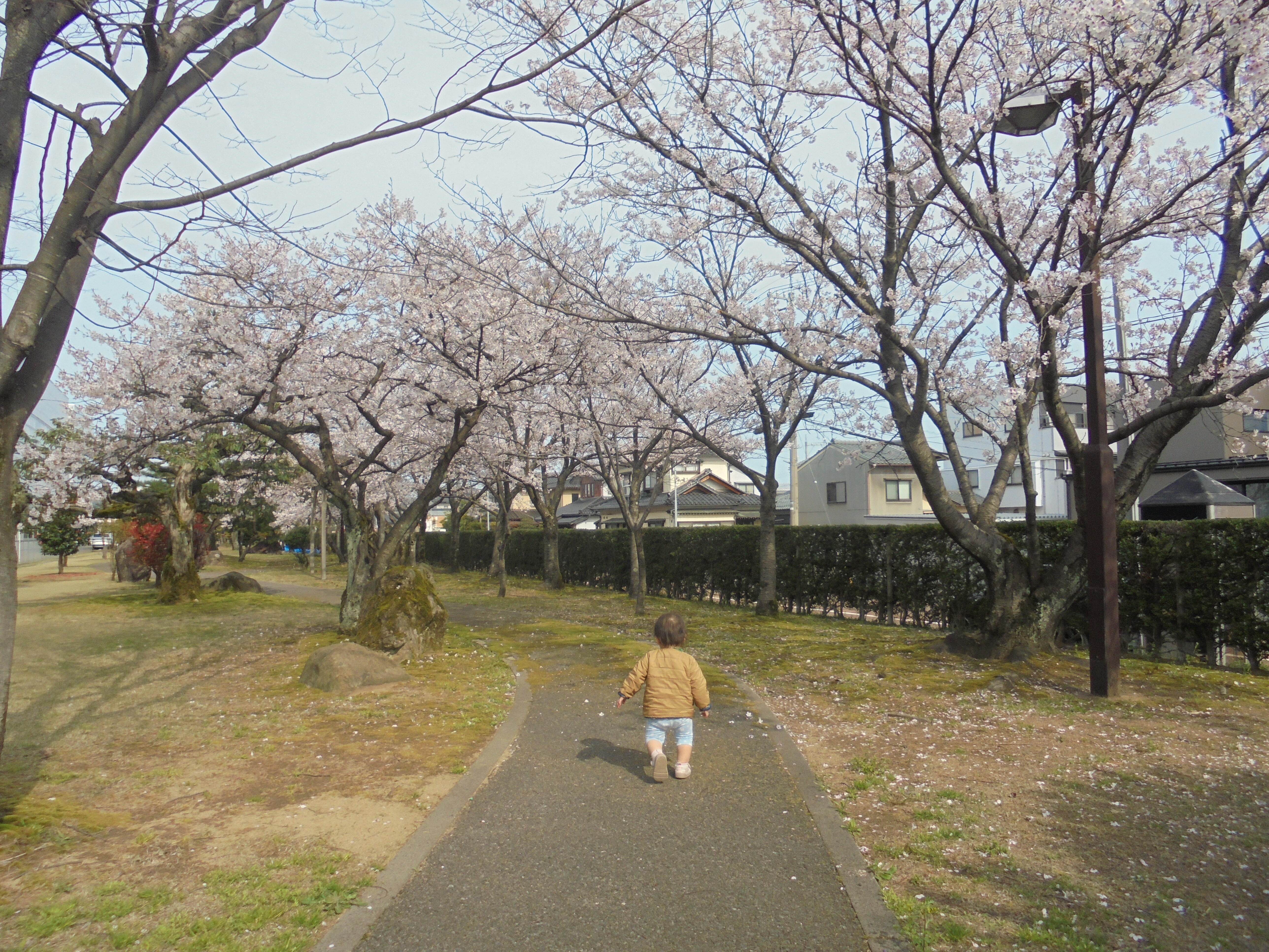 桜の道をお散歩しました。