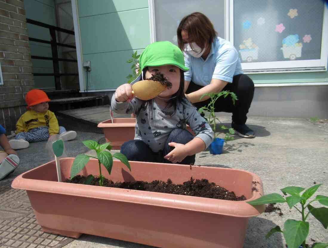ピーマンの苗を植えたよ♪
