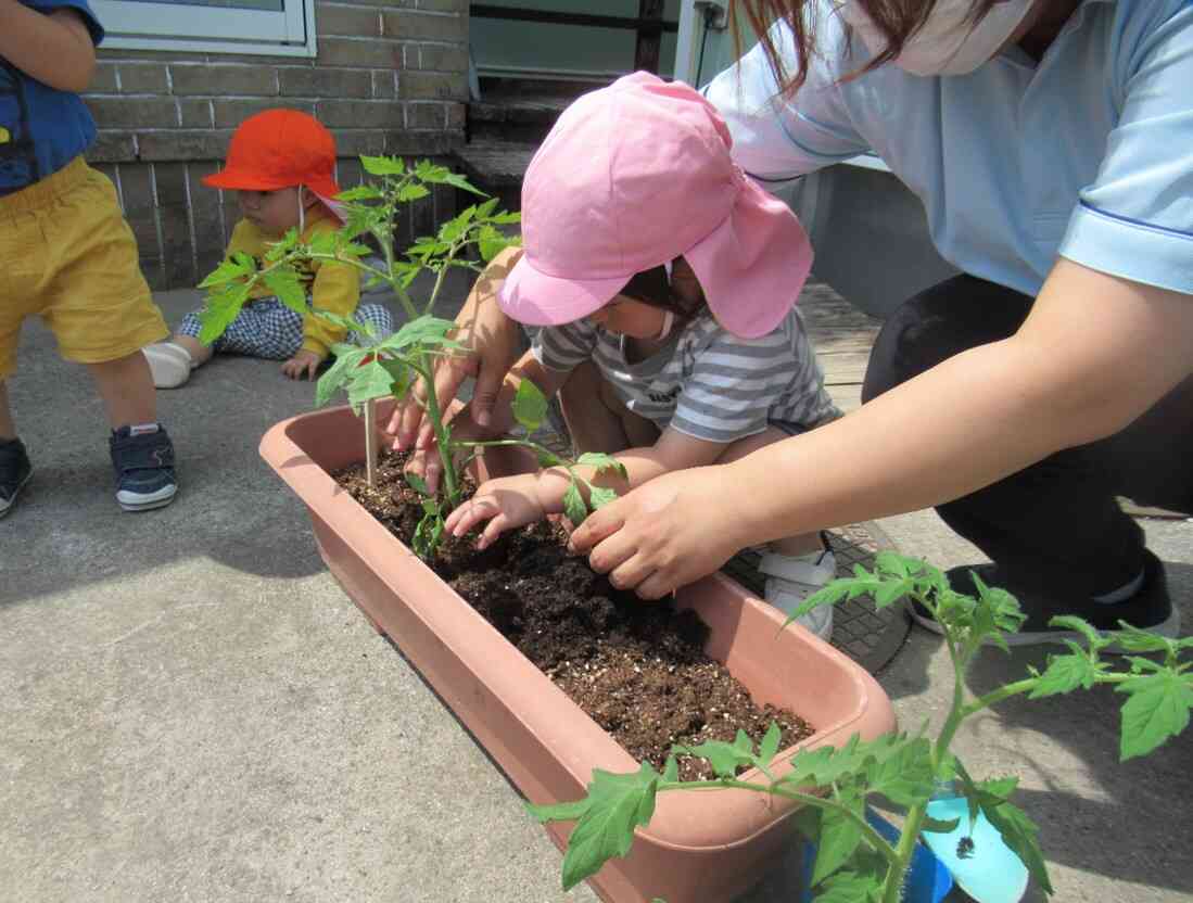トマトの苗を植えたよ!