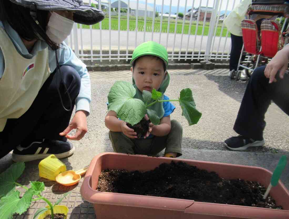 キュウリの苗を植えたよ!