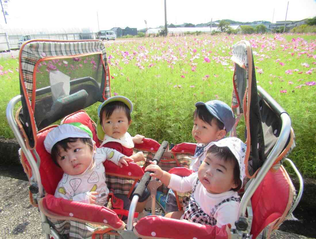 コスモスがいっぱい咲いてるね。きれいだね♪