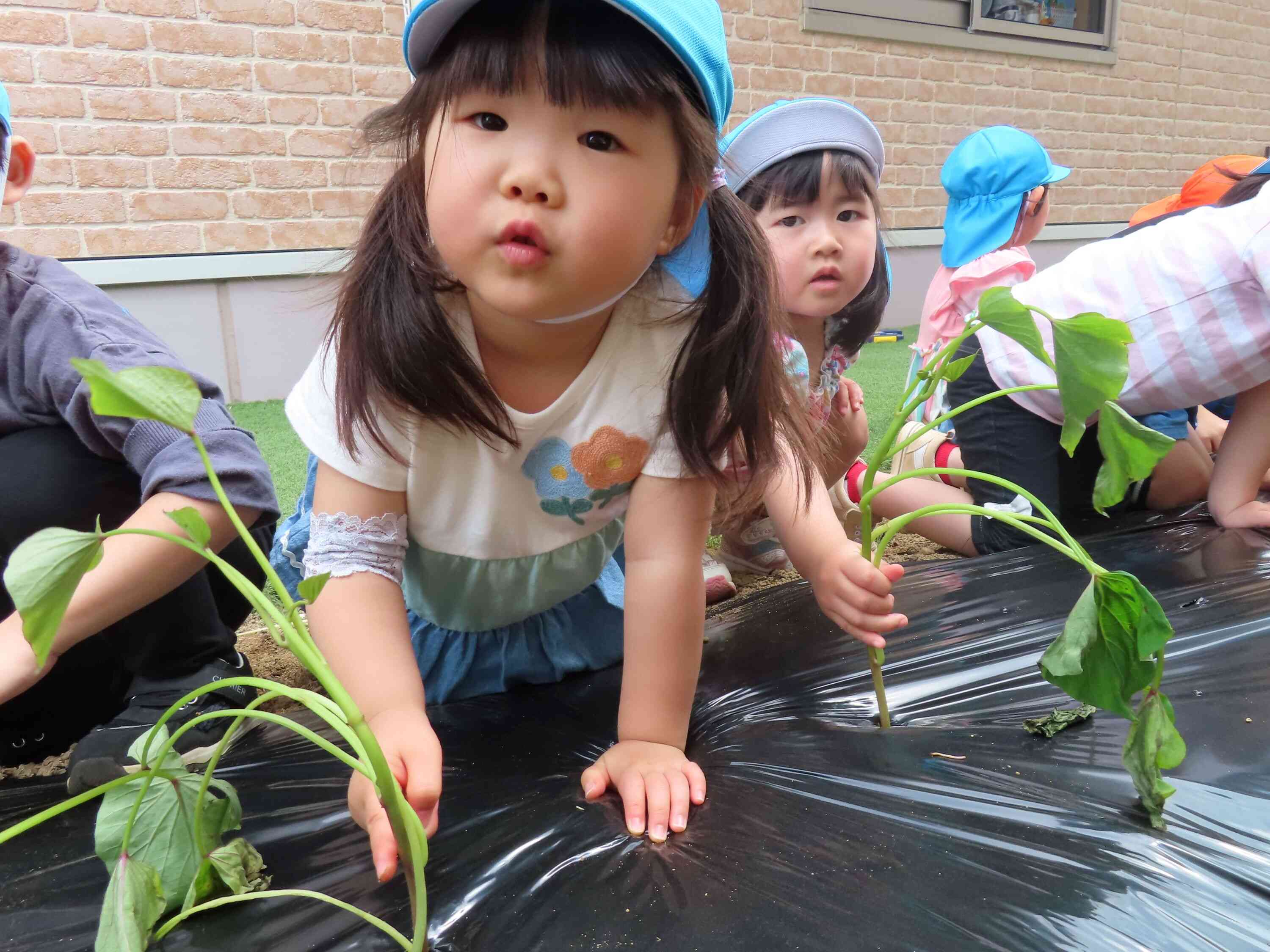 さつまいもの苗を植えたよ！｜ニチイキッズ郡山あさか保育園｜ニチイキッズ