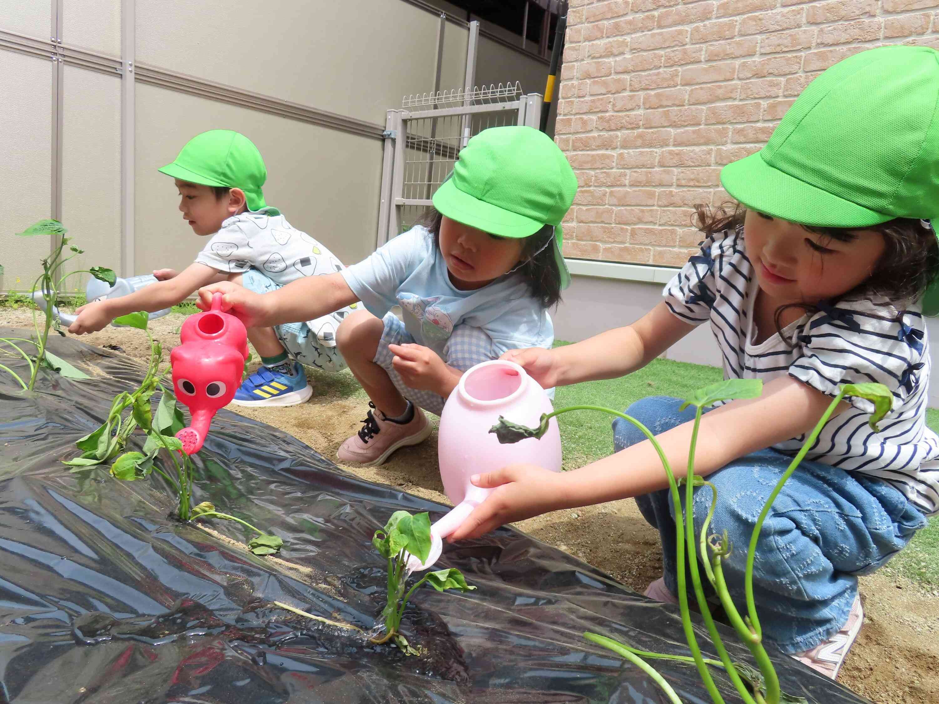 さつまいもの苗を植えたよ！｜ニチイキッズ郡山あさか保育園｜ニチイキッズ