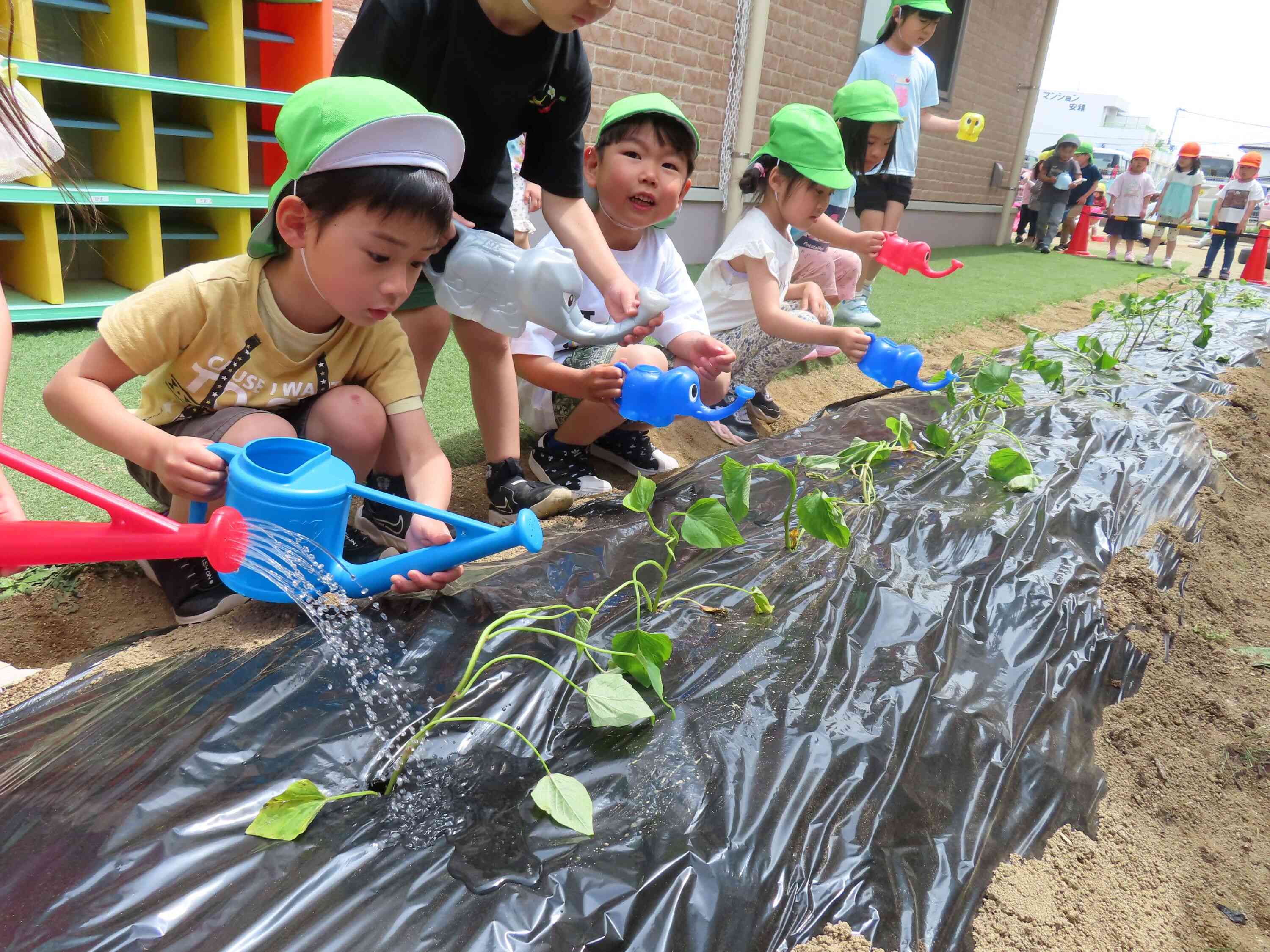 さつまいもの苗を植えたよ！｜ニチイキッズ郡山あさか保育園｜ニチイキッズ