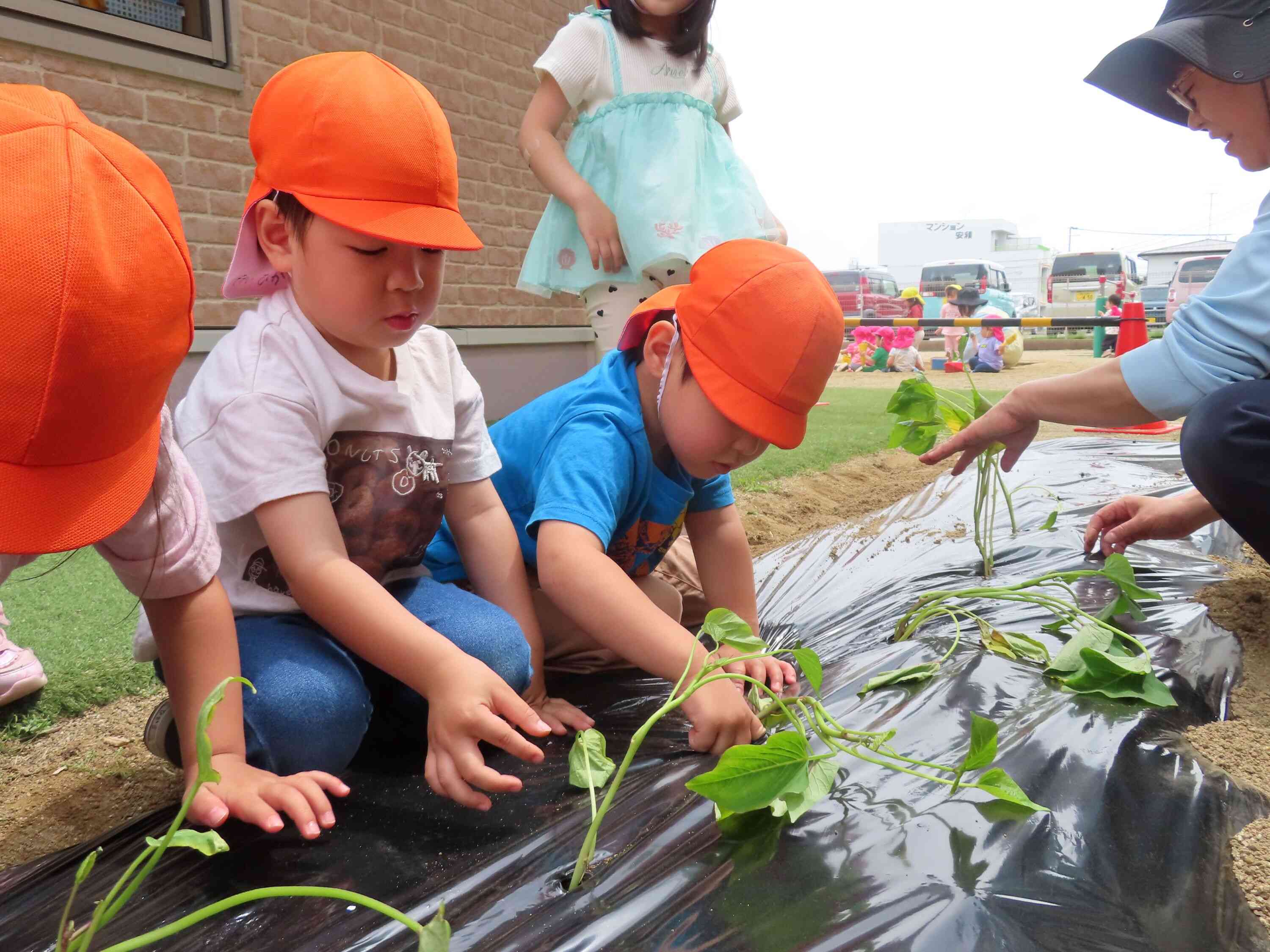 さつまいもの苗を植えたよ！｜ニチイキッズ郡山あさか保育園｜ニチイキッズ