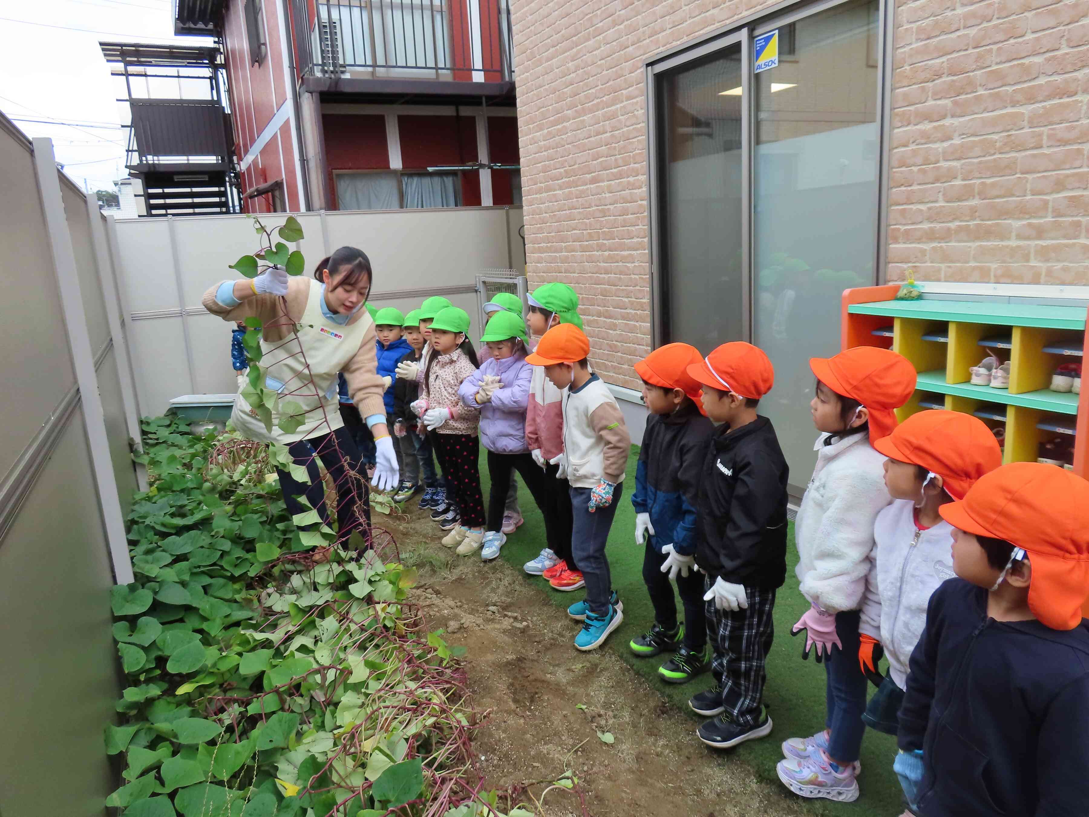 サツマイモ堀りに挑戦です。