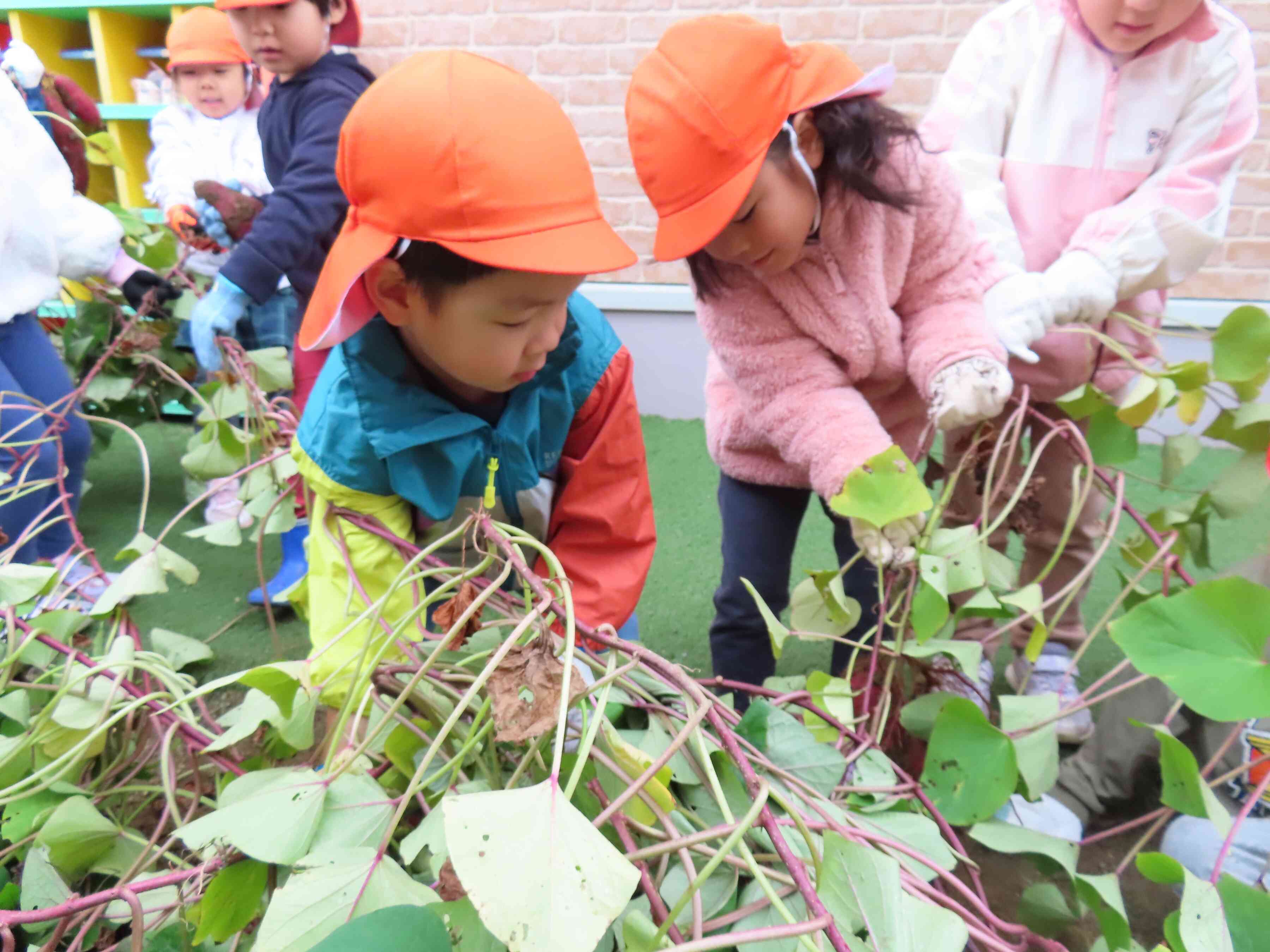 お芋掘れるかな