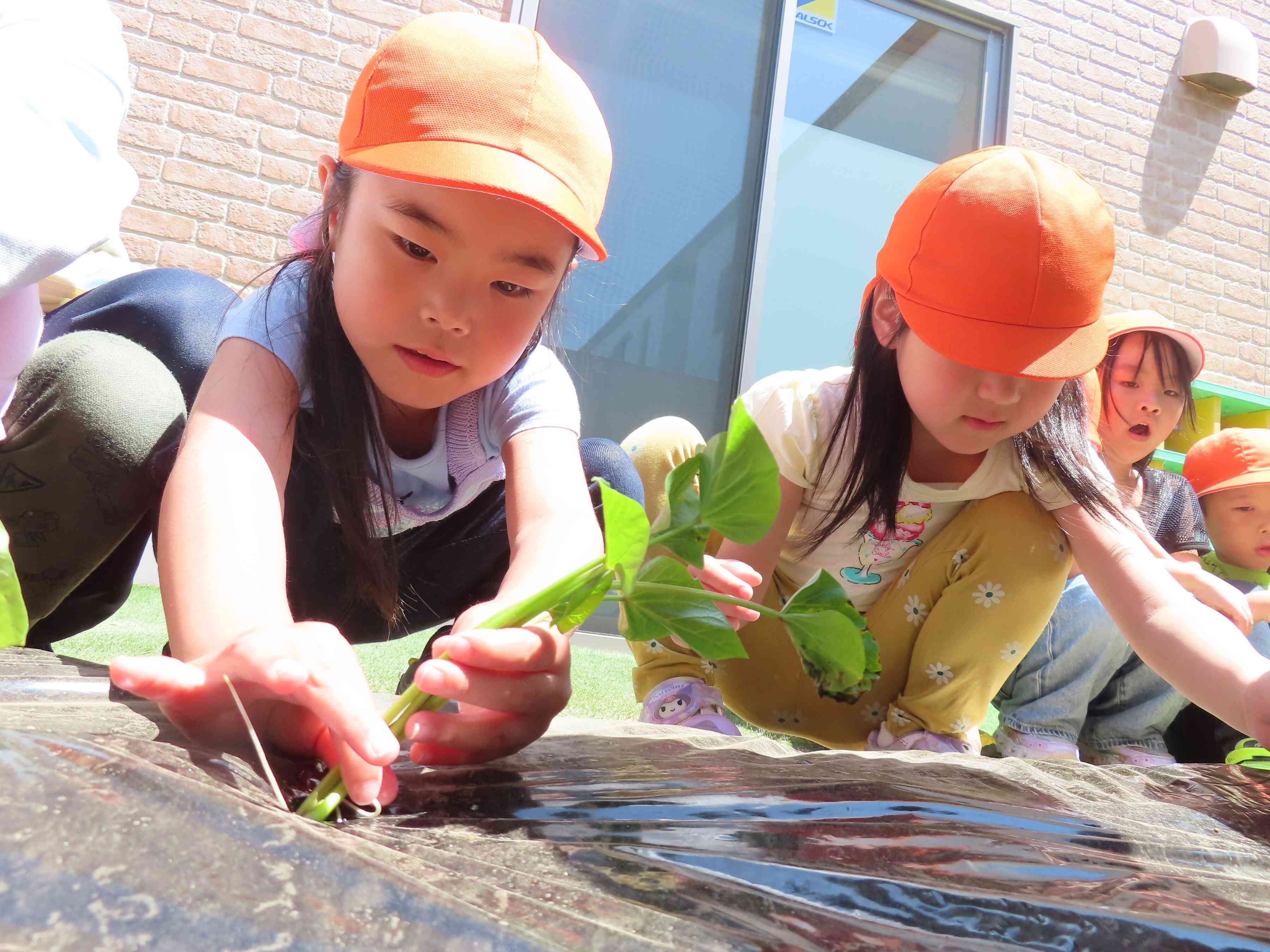 上手に植えられるかな？