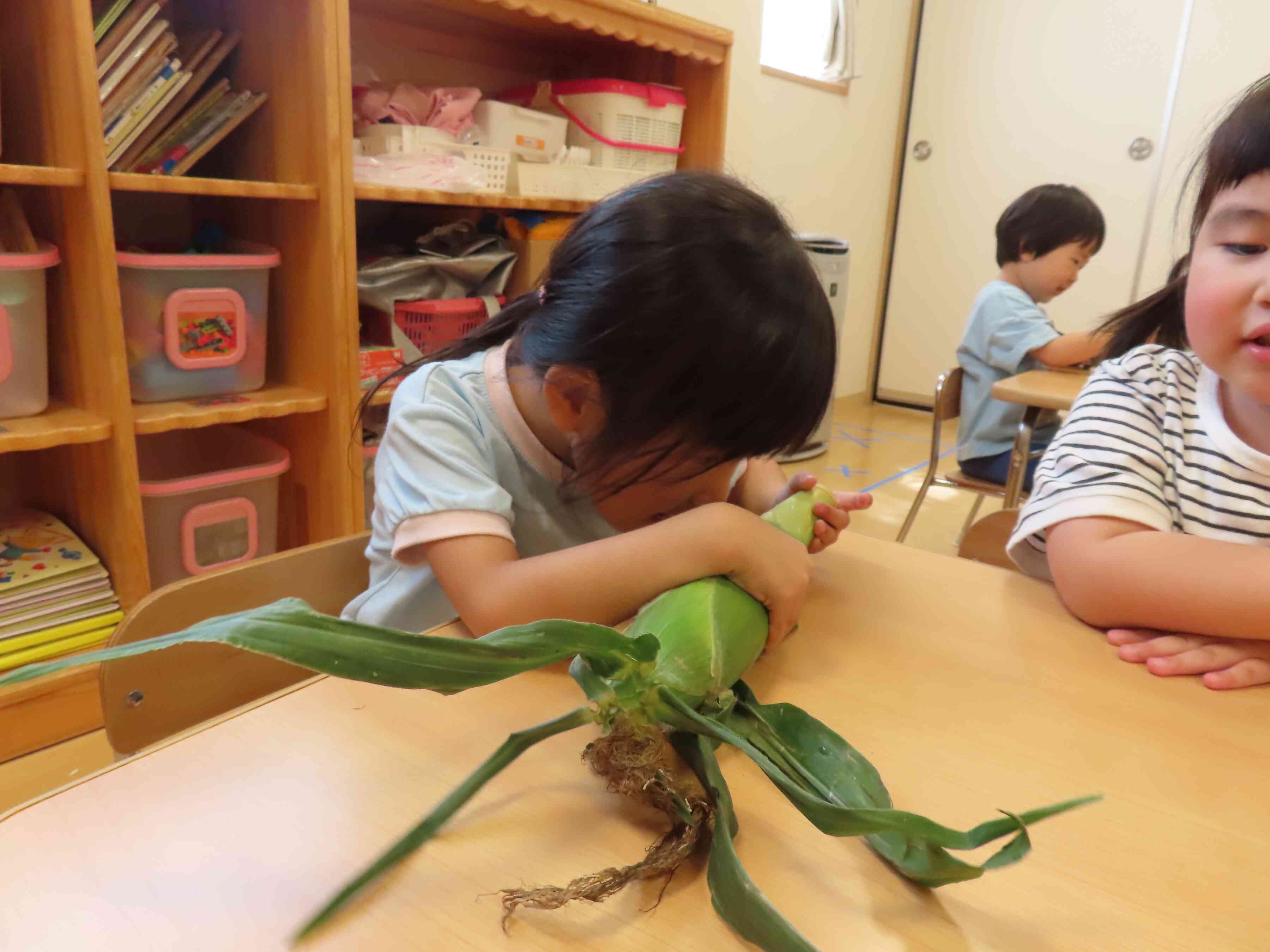 トウモロコシを近くで見てみよう！