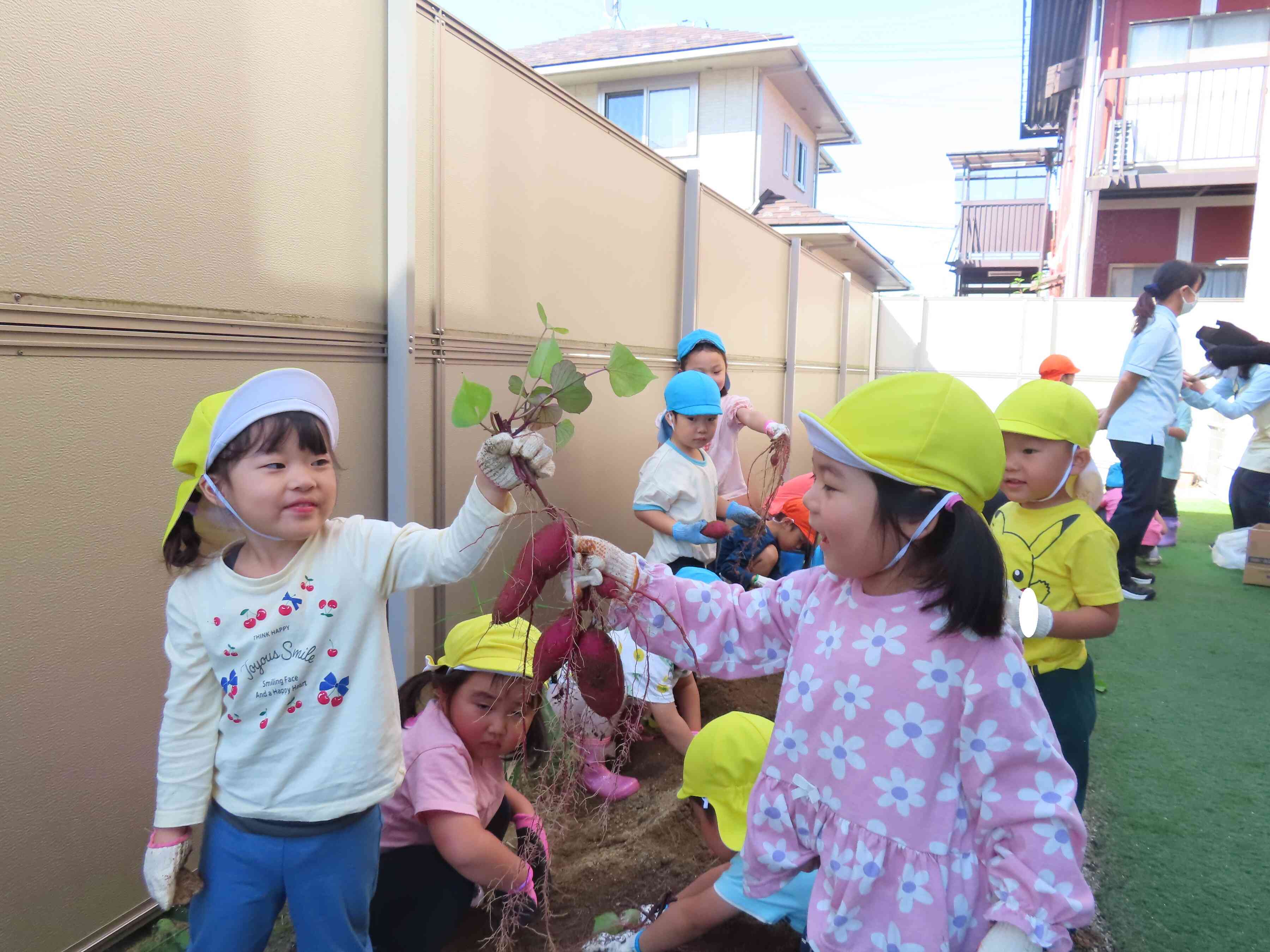 さつまいも堀り