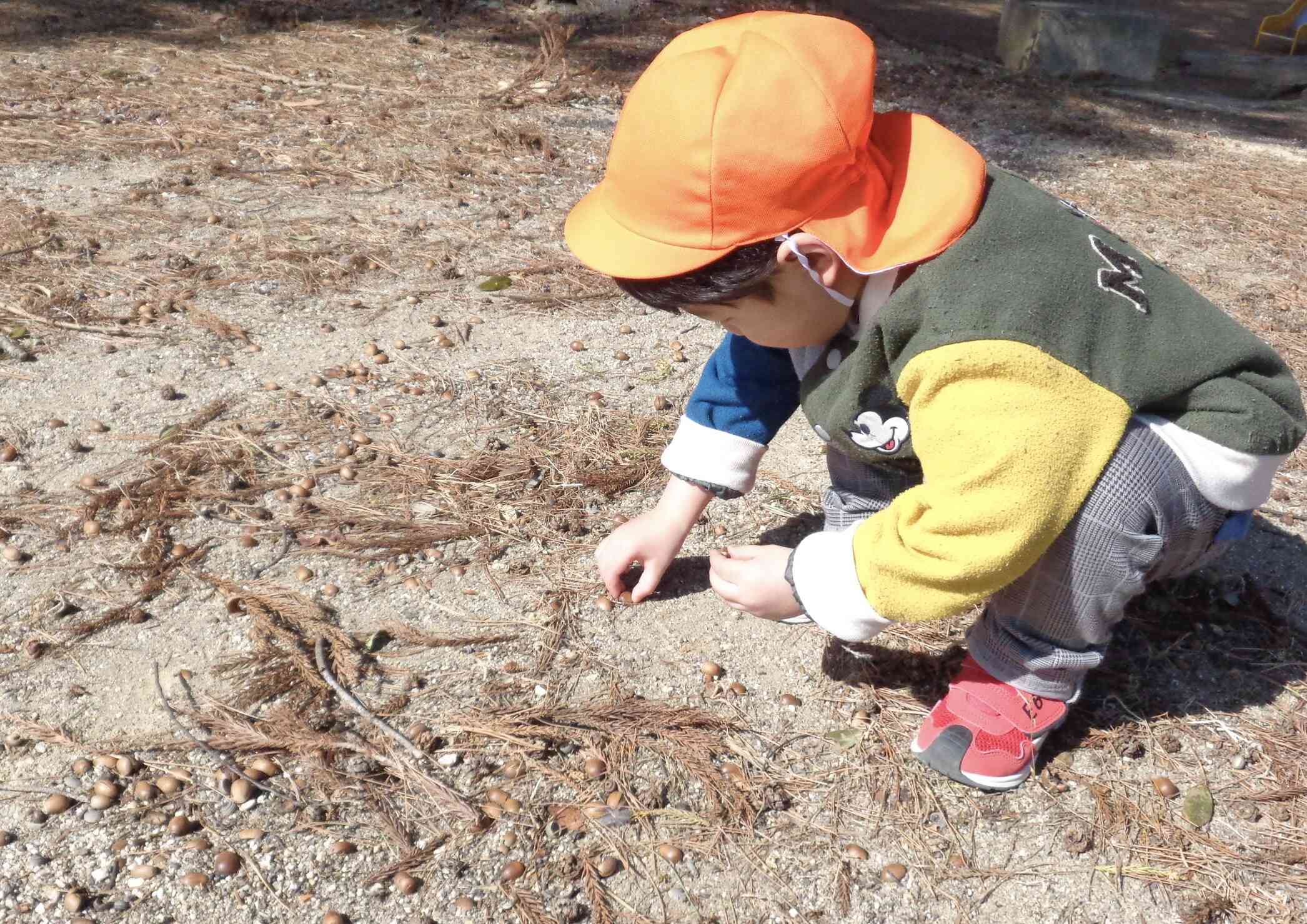 どんぐりみっけ